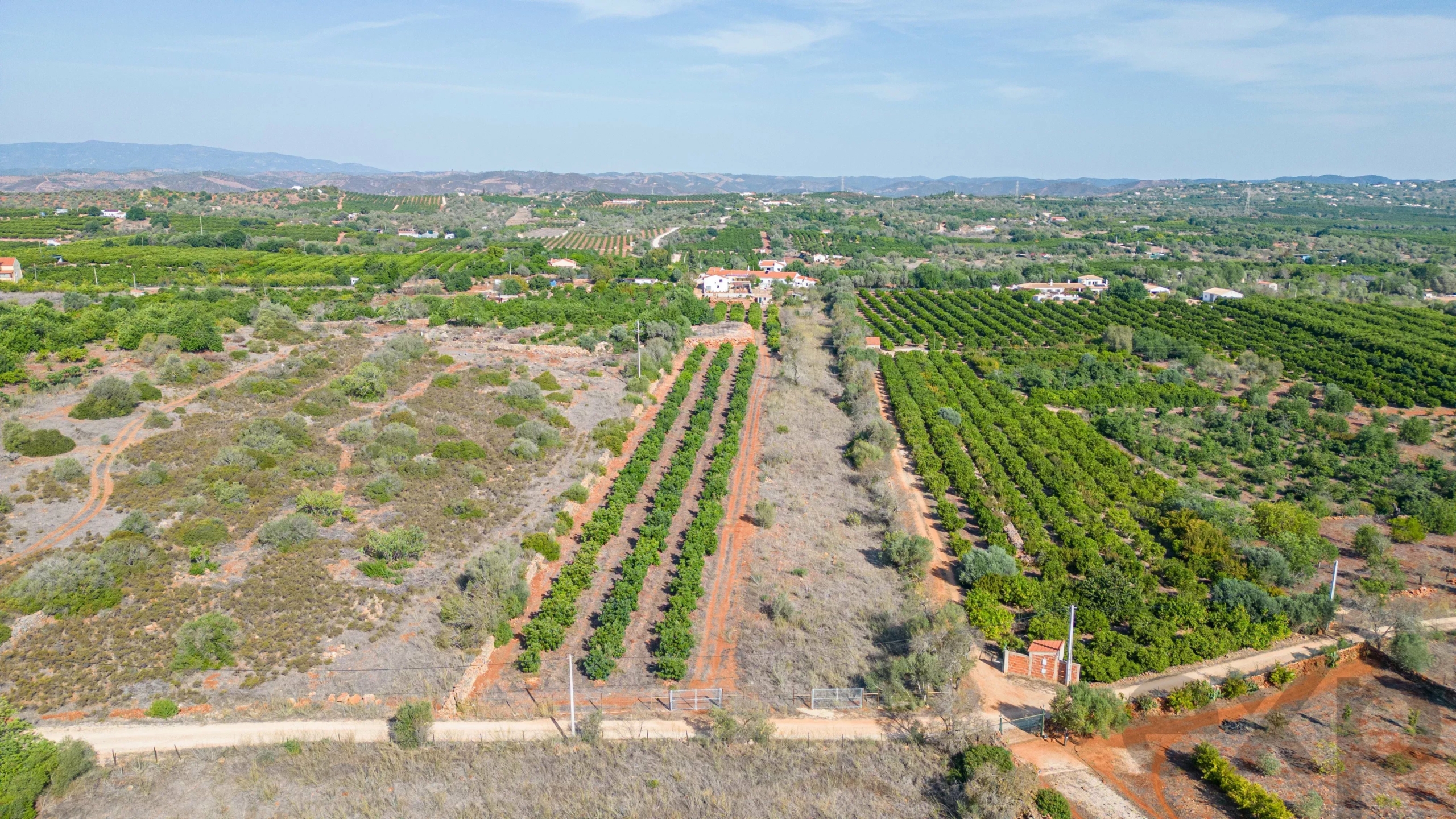 Aerial view of a rural orchard with long rows of green trees and dirt paths across a sunlit landscape.