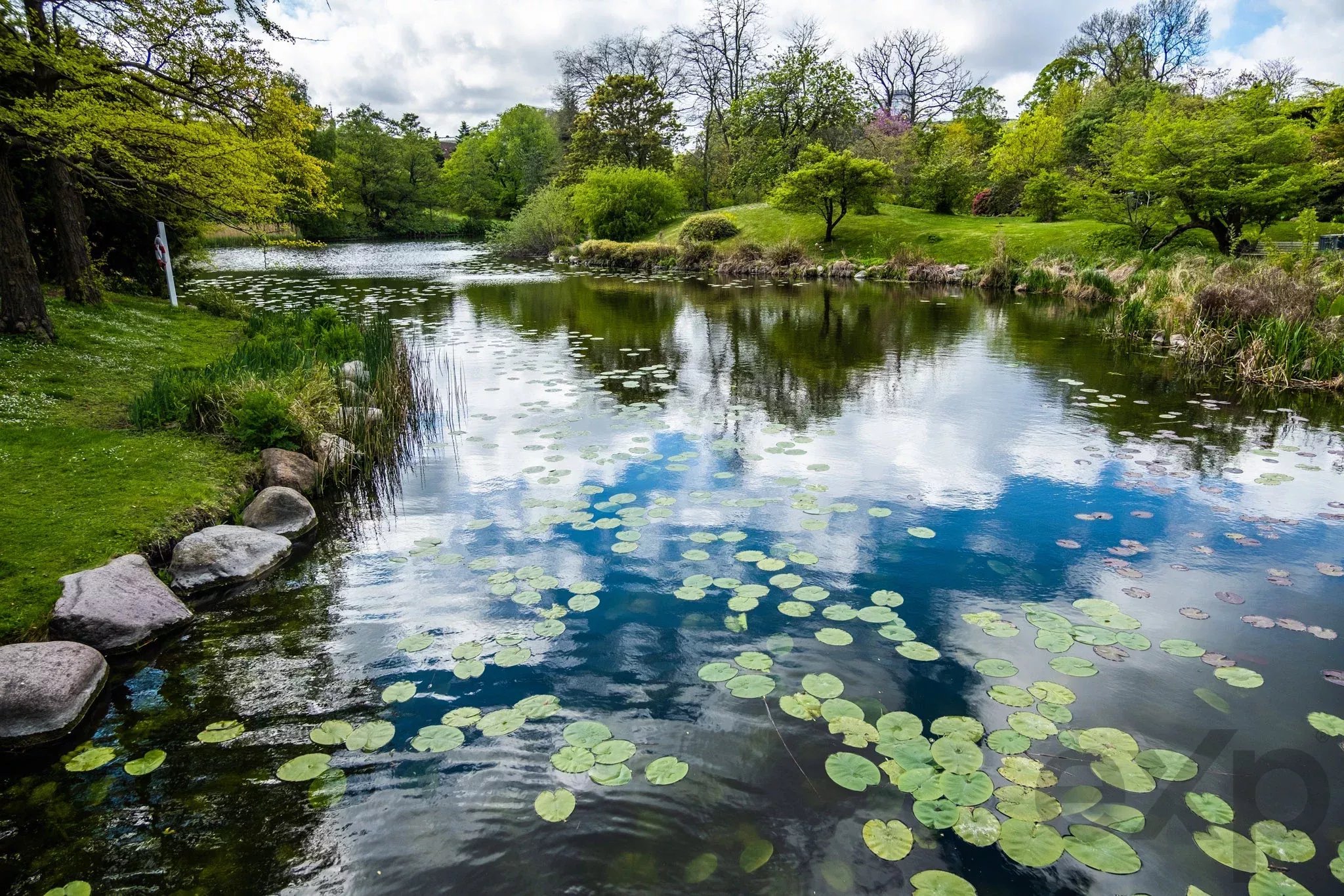 Pond surrounded by green trees with numerous lily pads floating on the water, calm and reflective route.