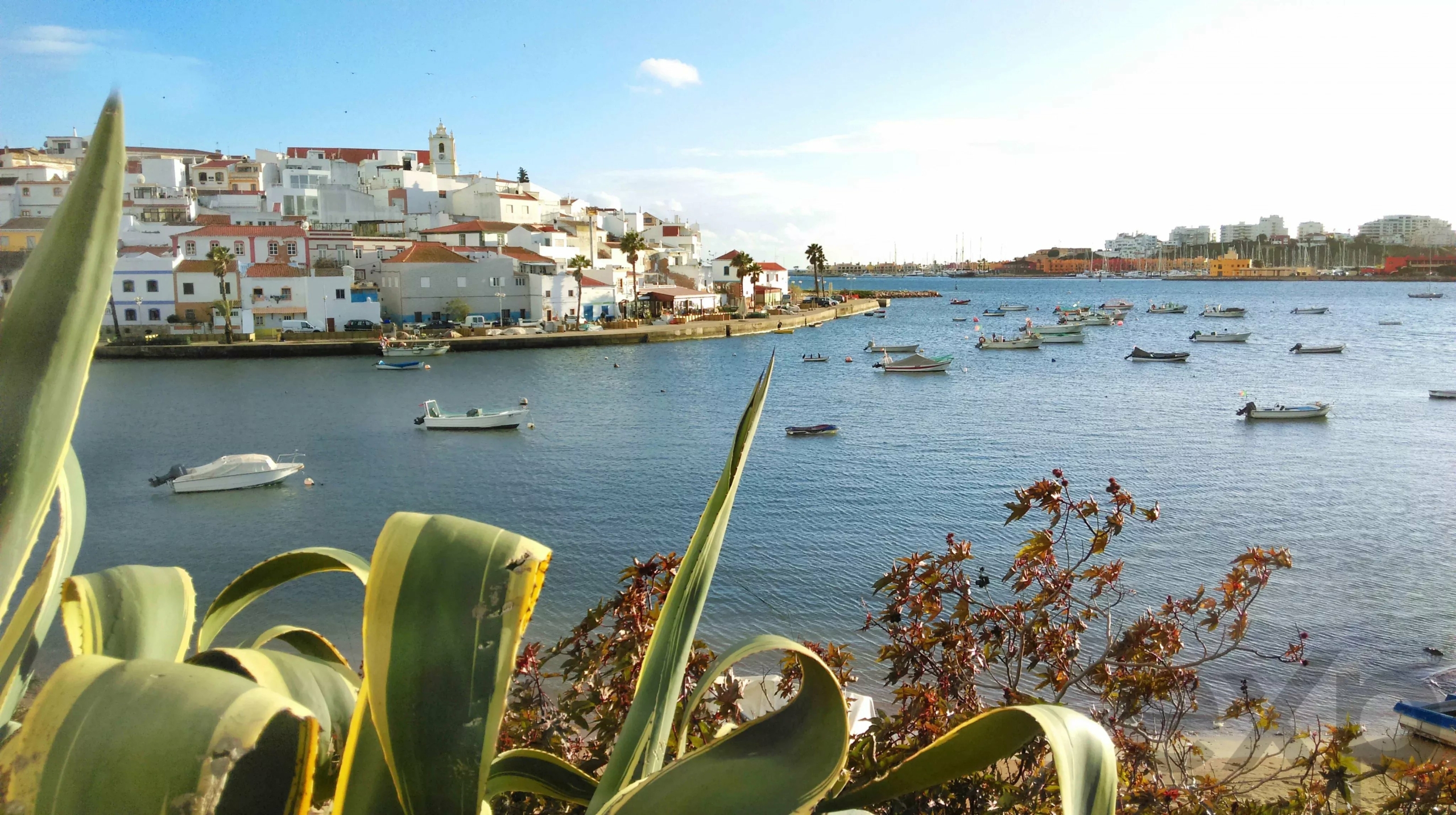 Harbor view of a sunny coastal town with white buildings and boats on calm blue water, seen through foreground plants.