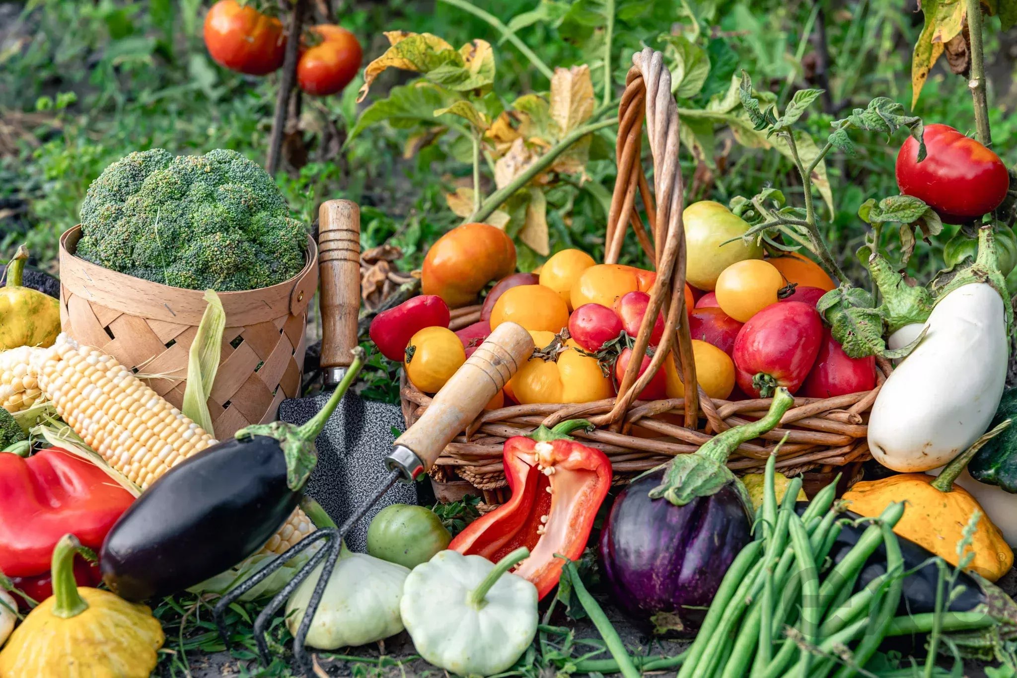 Basket filled with broccoli and a variety of fresh vegetables in a garden harvest scene; peppers, corn, and tomatoes visible