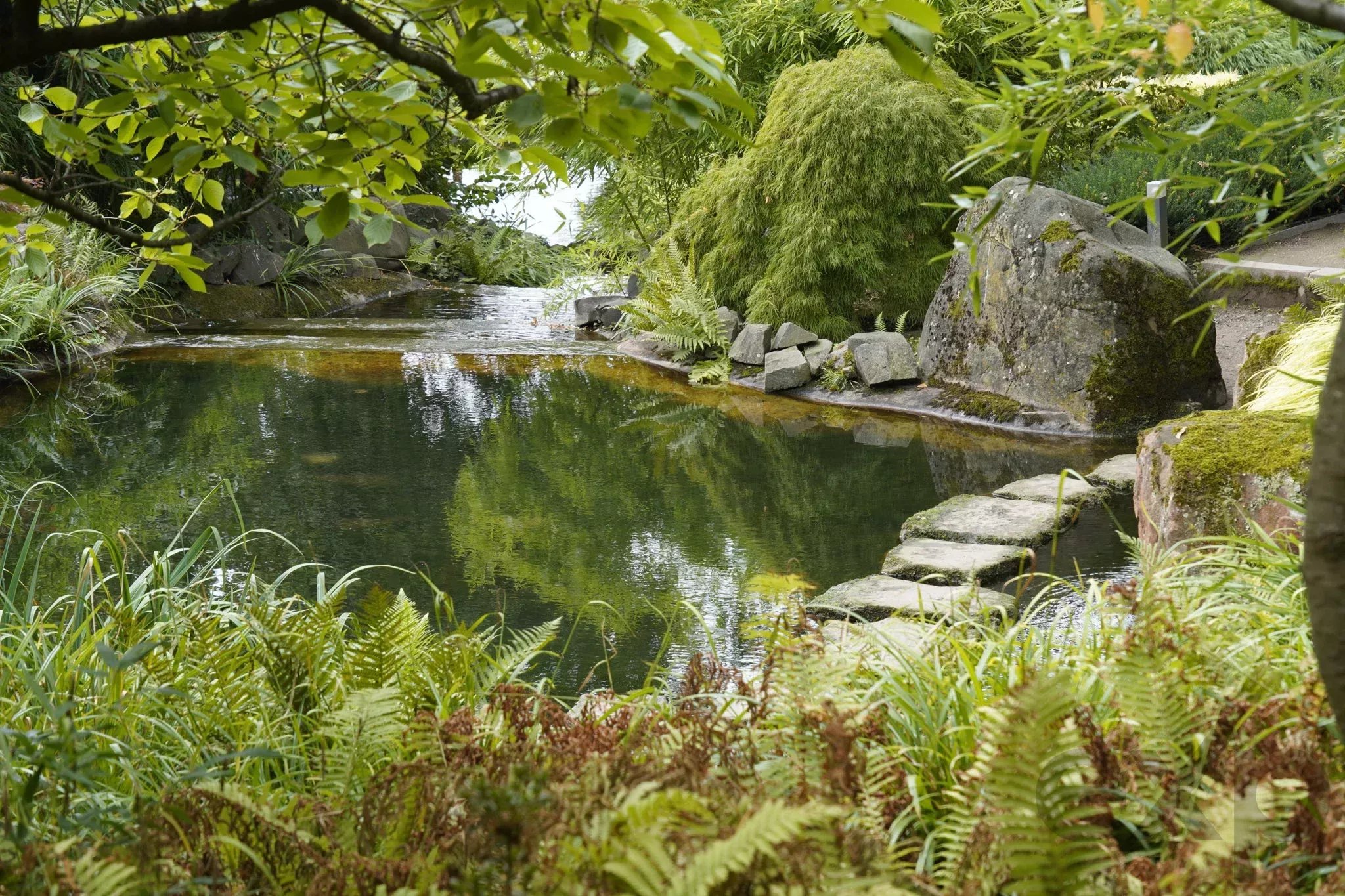 Calm garden pond edged with mossy rocks and dense ferns, with overhanging green branches.
