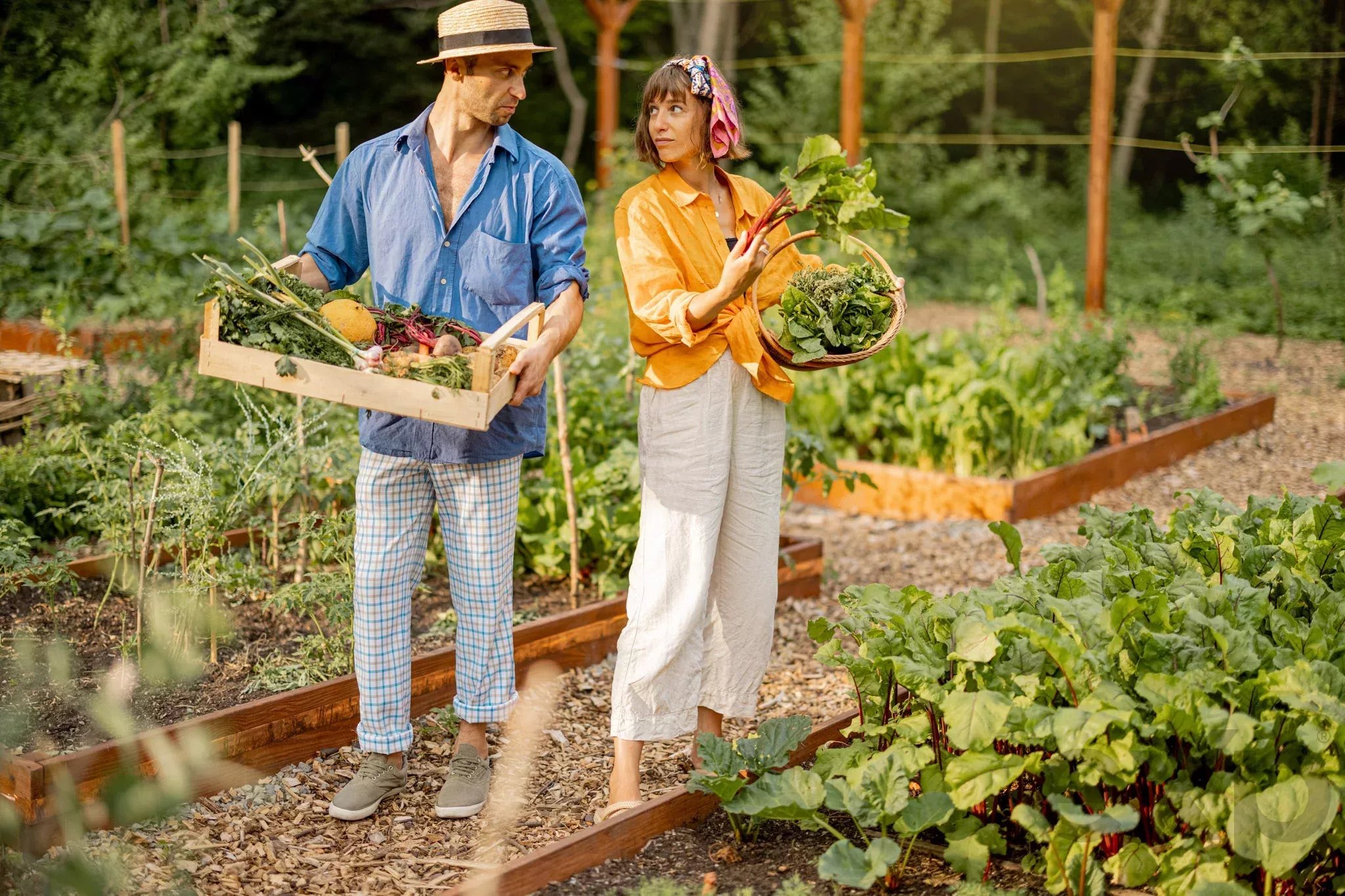 Two people harvesting in a vegetable garden: a man in a straw hat and blue shirt carries a wooden crate of assorted veg while a woman in an orange shirt holds a basket of leafy greens beside him.