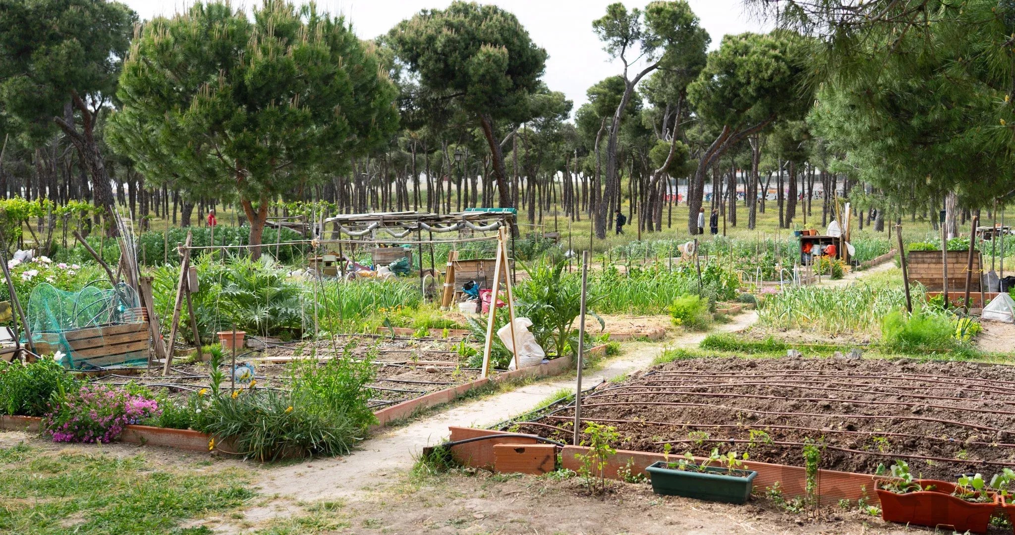 Community garden with raised beds, trellises, and people strolling among trees in a park-like setting.