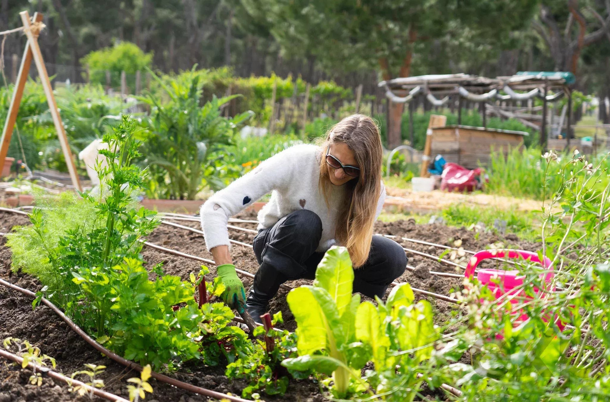 Person gardening in a bed of leafy greens, wearing gloves and sunglasses, bending over to plant or weed.