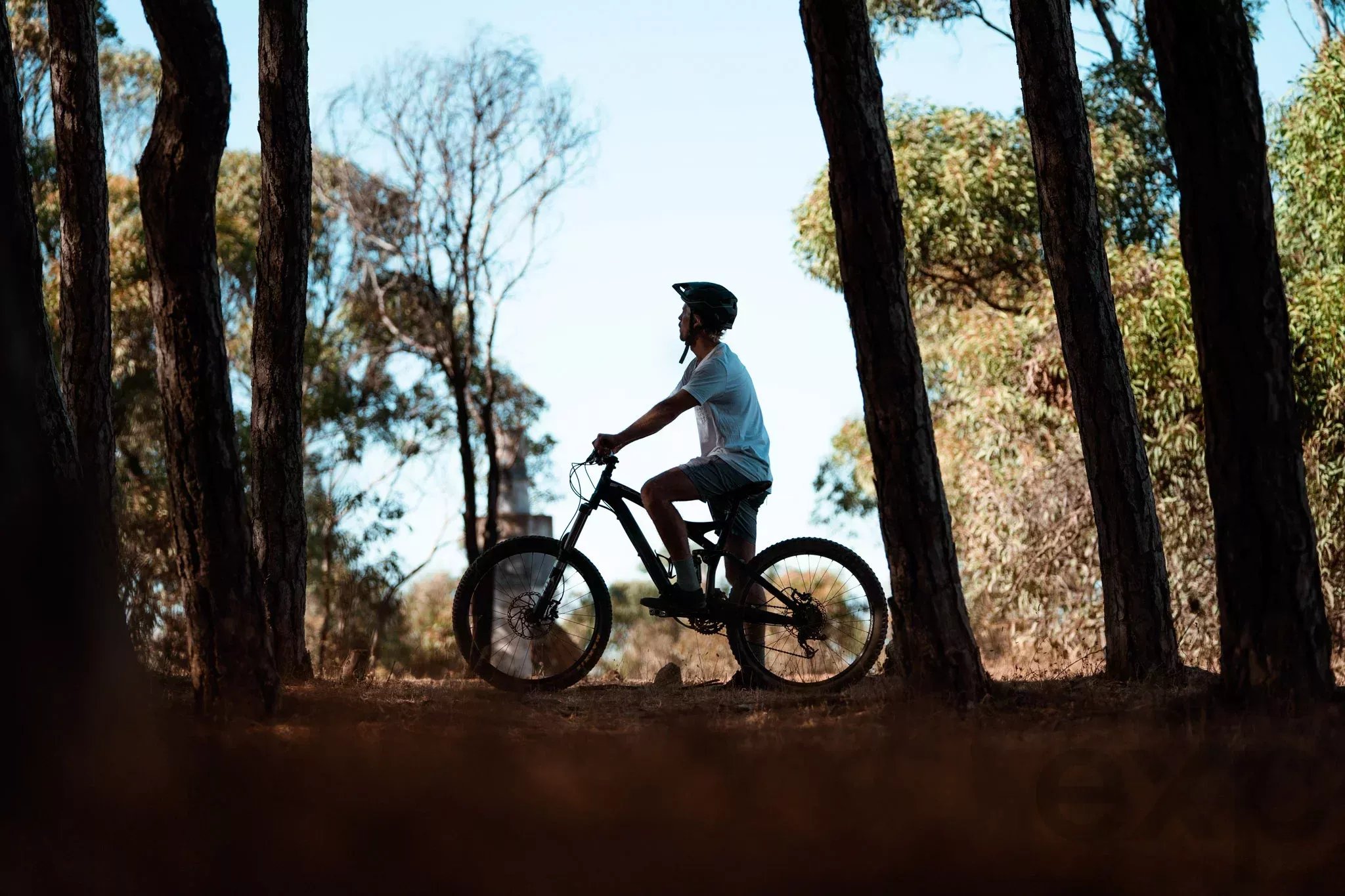 Cyclist wearing a helmet rides a mountain bike along a forest trail between tall trees.