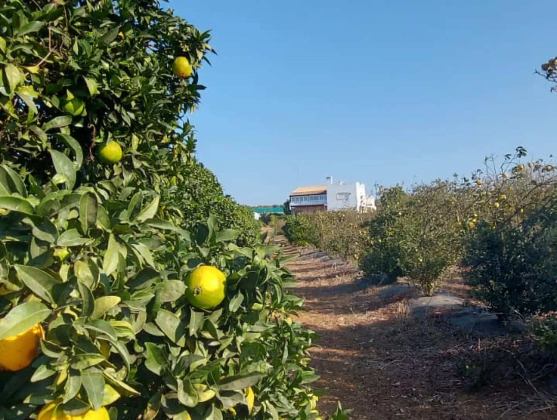 3.3 hectare Countryside Retreat with Rental Income in the Algarve