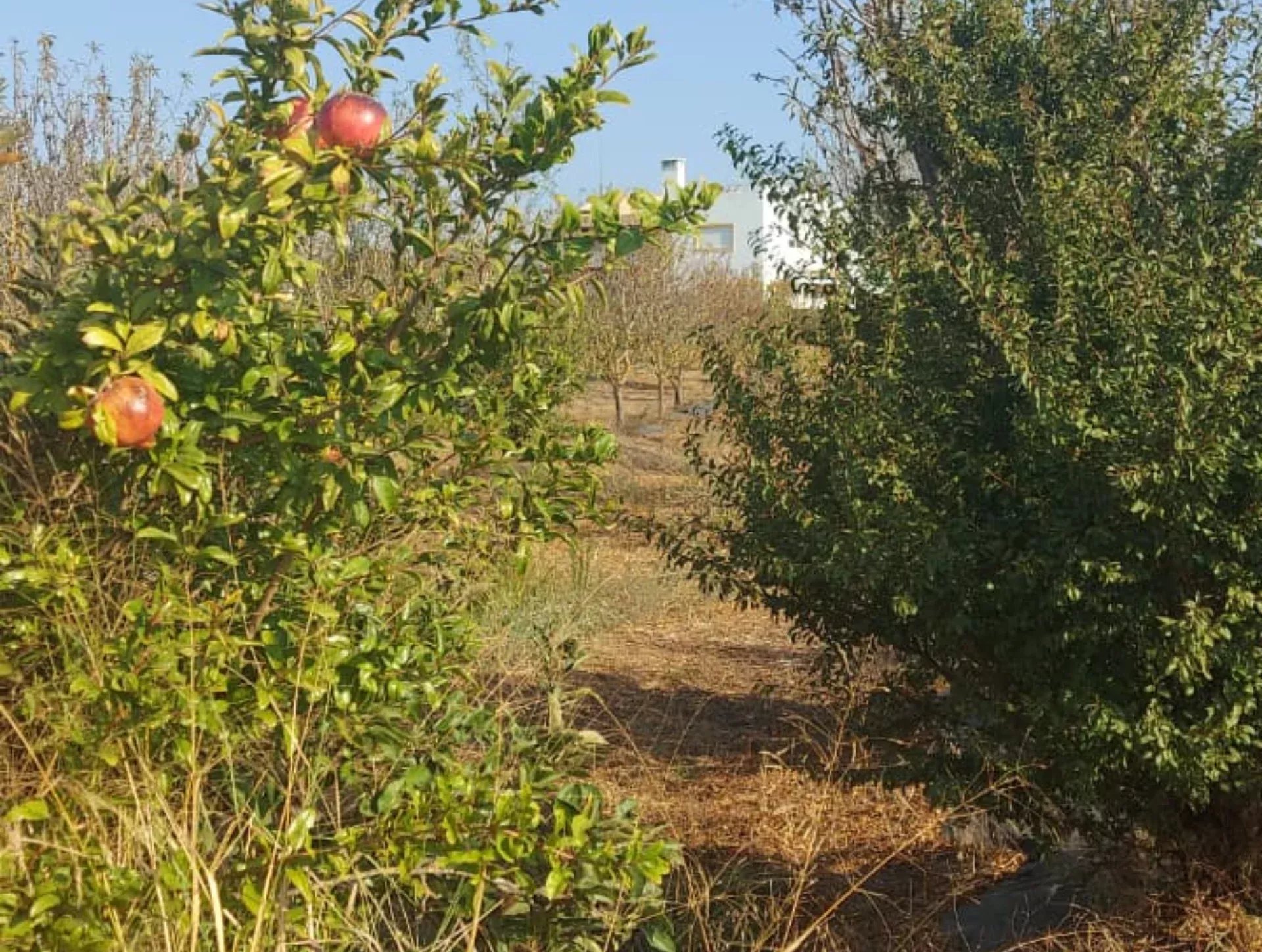 3.3 hectare Countryside Retreat with Rental Income in the Algarve