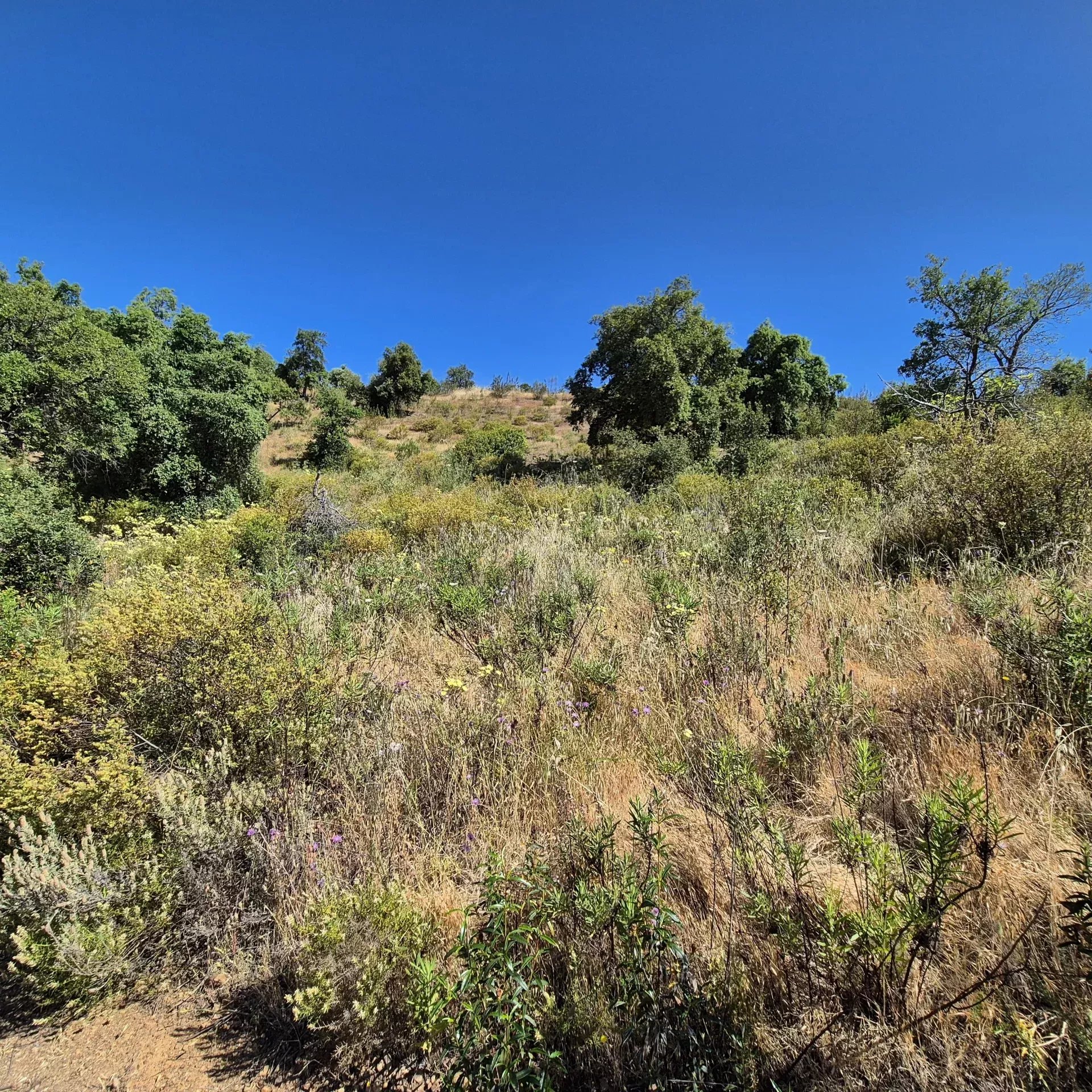 Rustic land in Alqueivinho