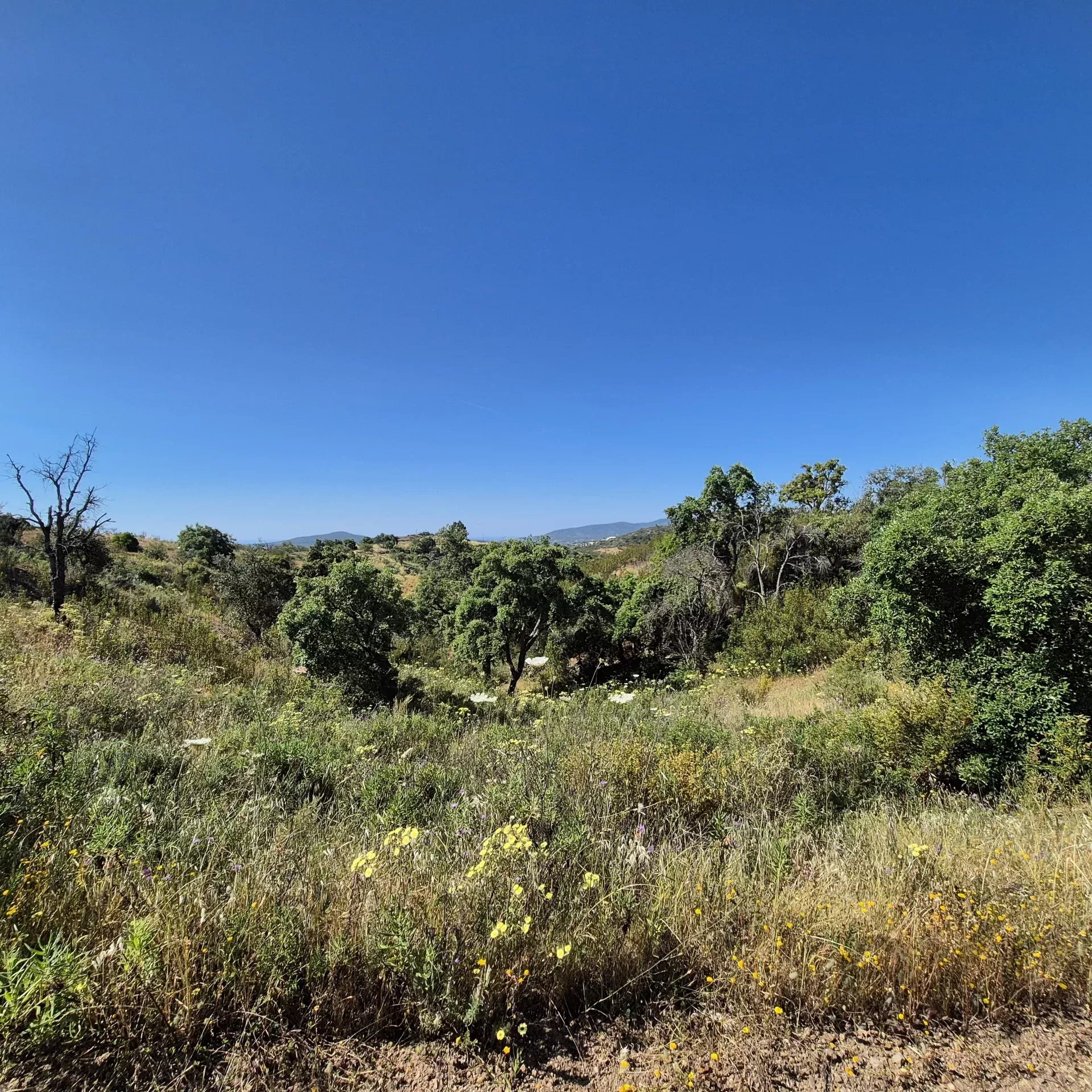 Rustic land in Alqueivinho