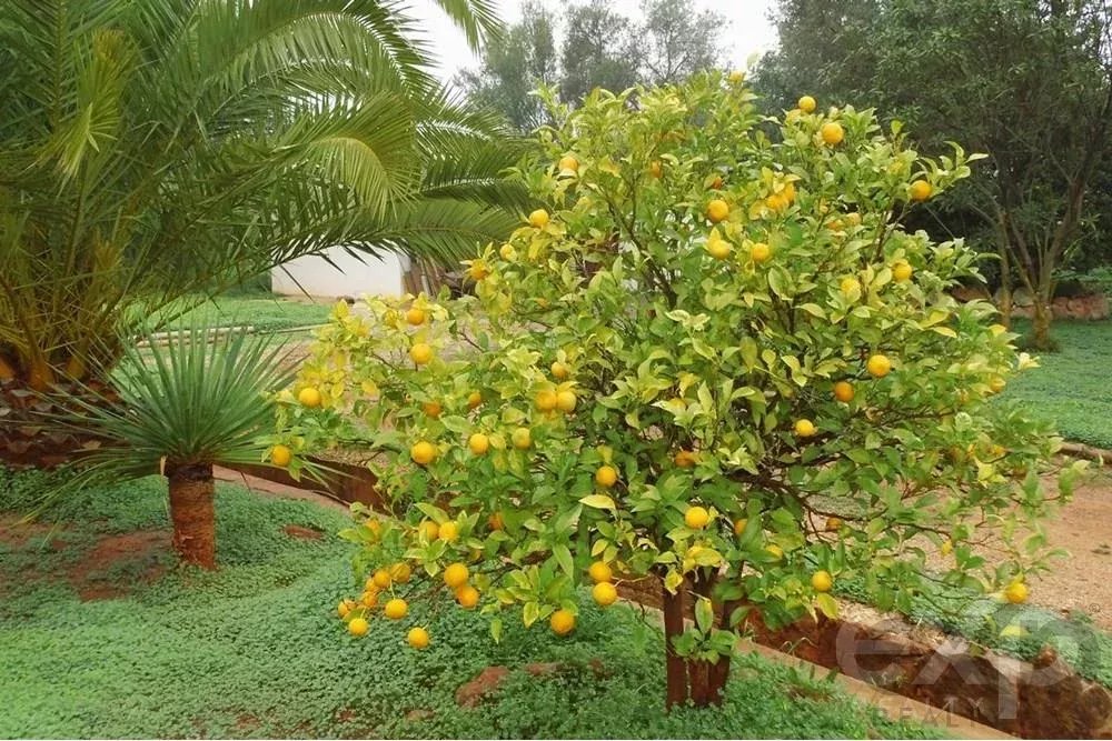 Farm for sale in Santa Margarida