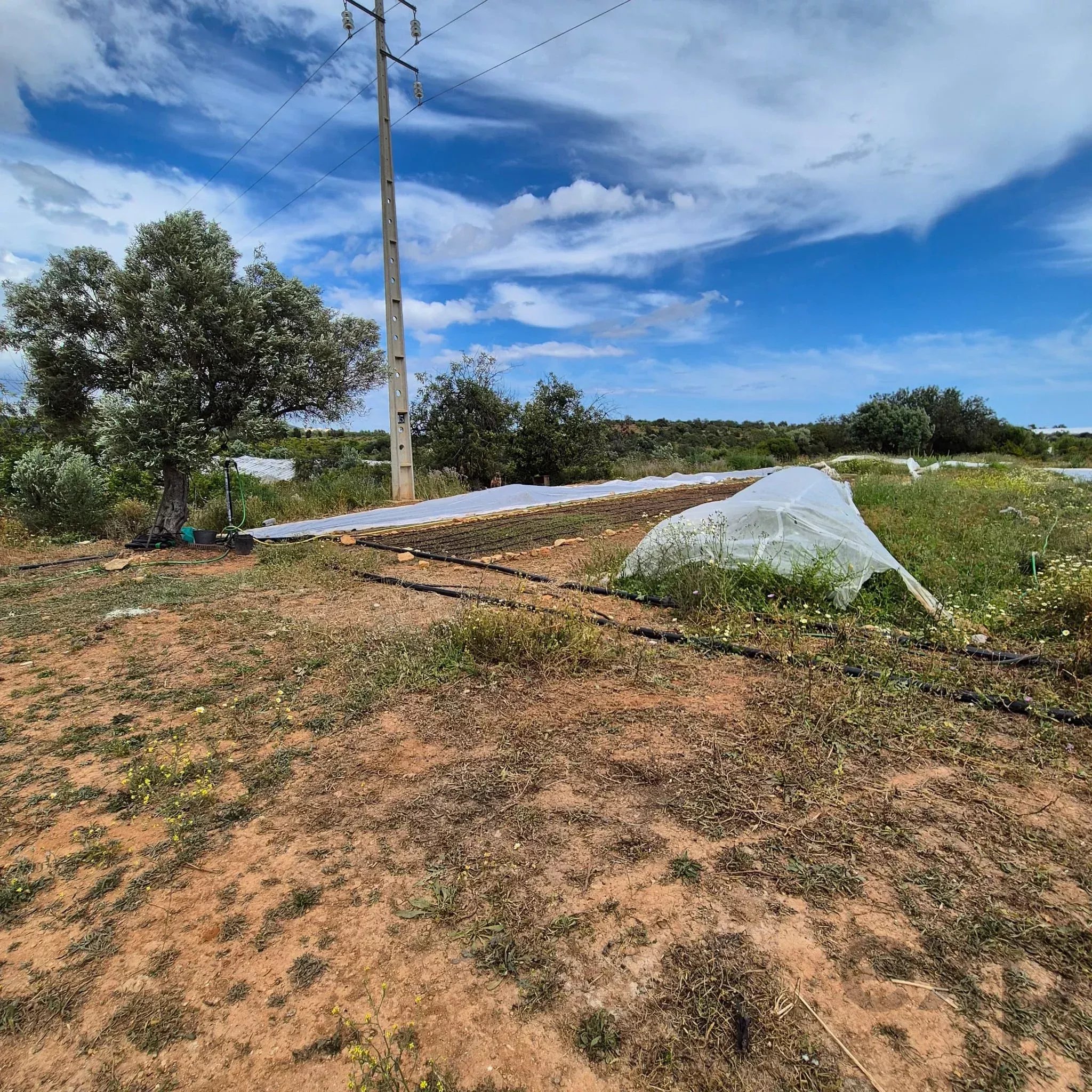 Rustic Land in Vale da Mó – Faro | 16,170 m²