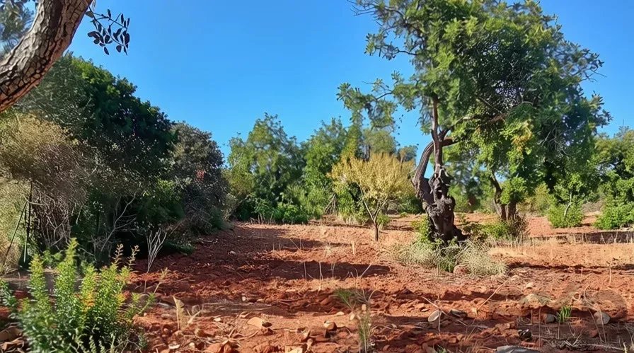 Rustic flat land with 4240 sqm in the Algarve