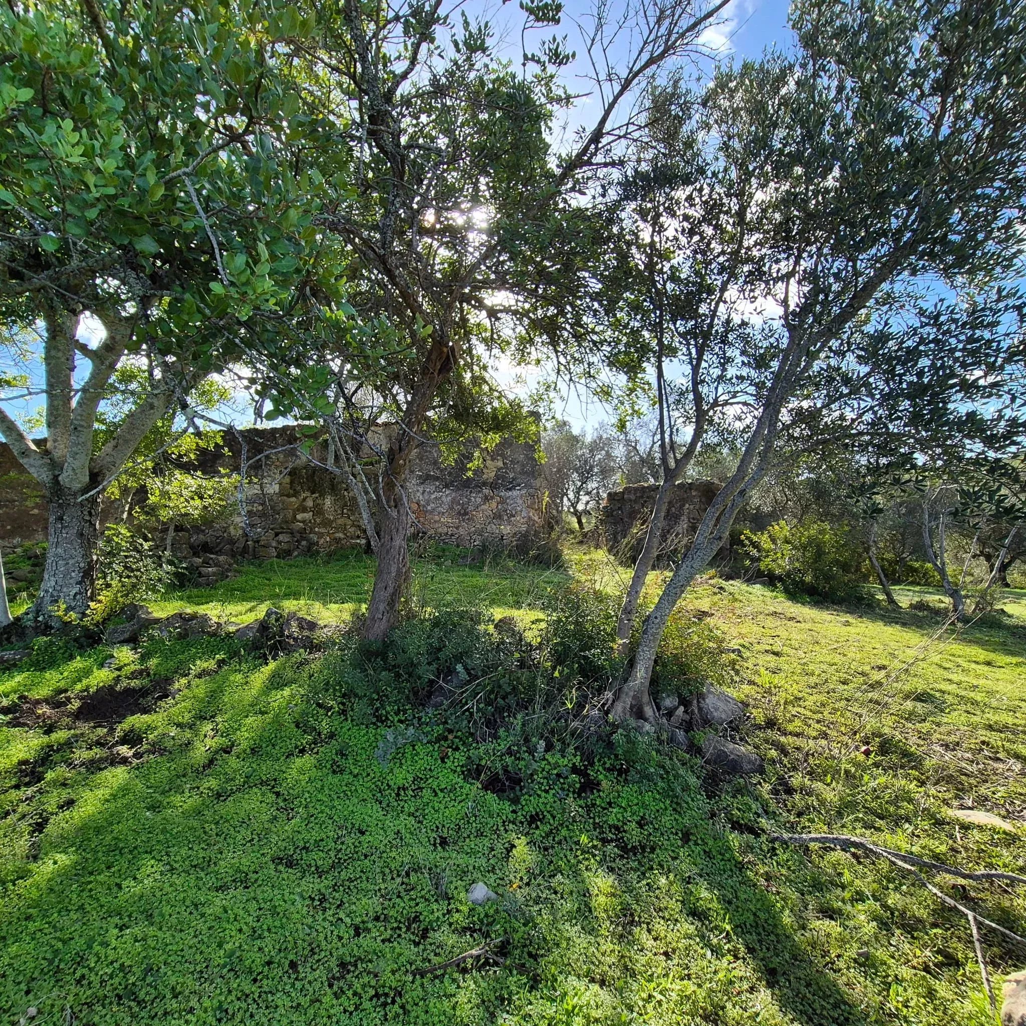 Rustic land in Amendoeira – Estoi
