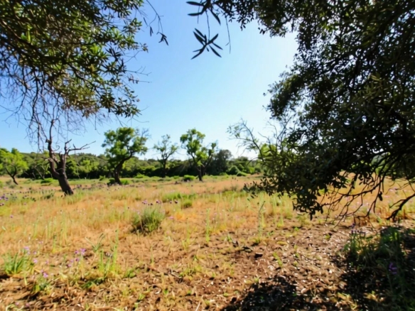 Two rustic flat plots of land, sold together, with 7120 m2