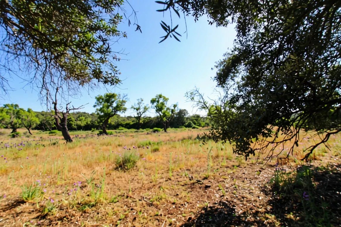 Two rustic flat plots of land, sold together, with 7120 m2