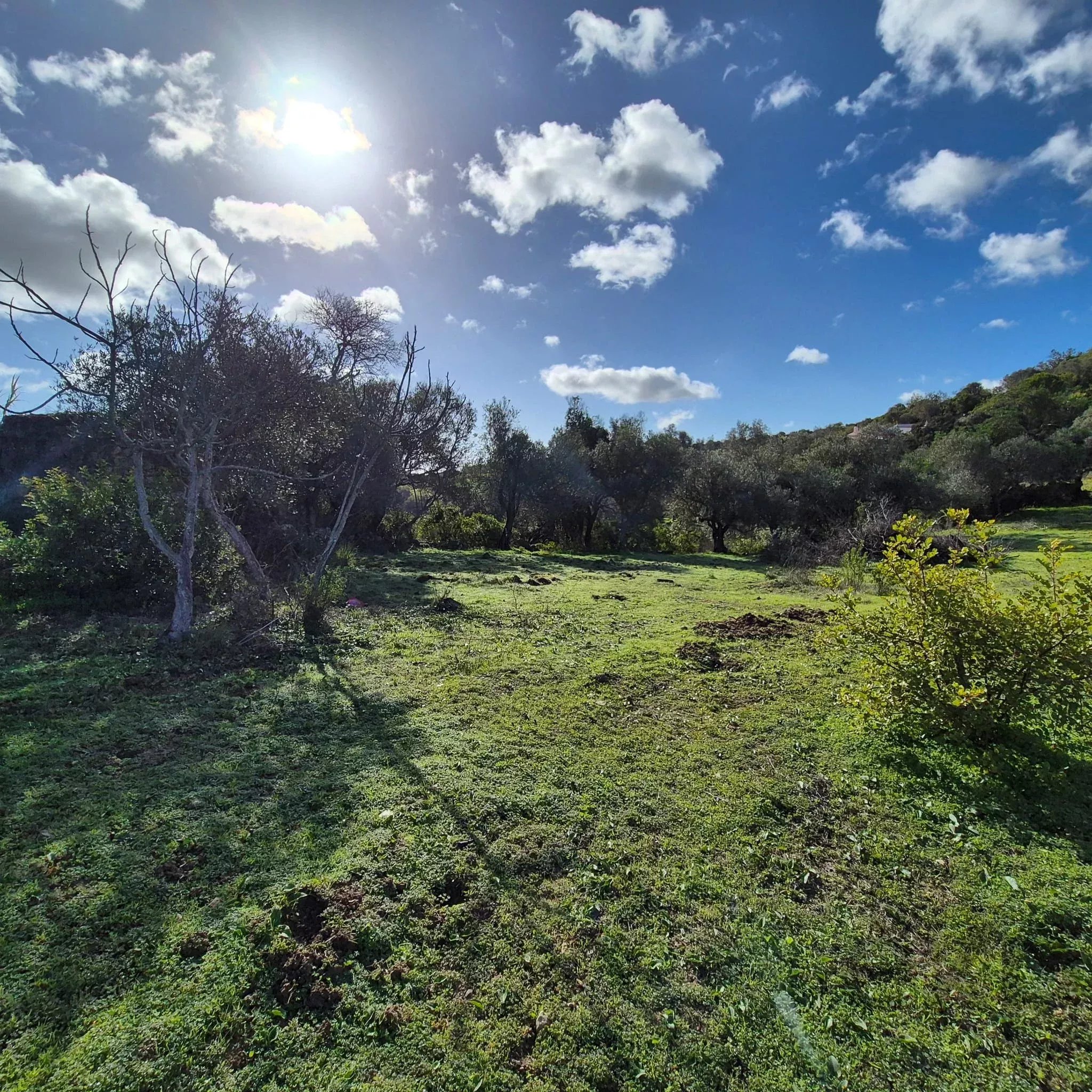 Rustic land in Amendoeira – Estoi