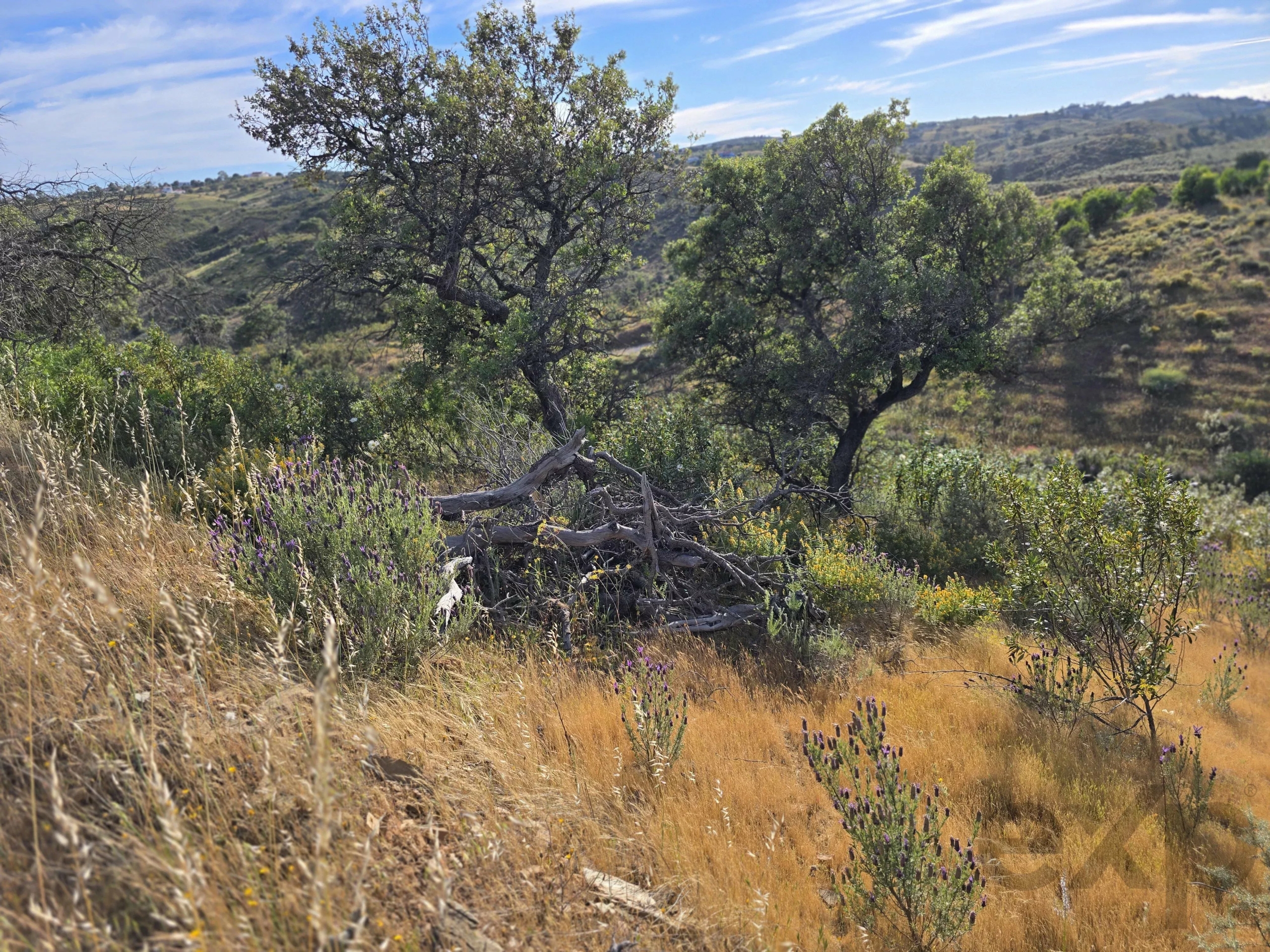 Rural land with sea view over one hectare