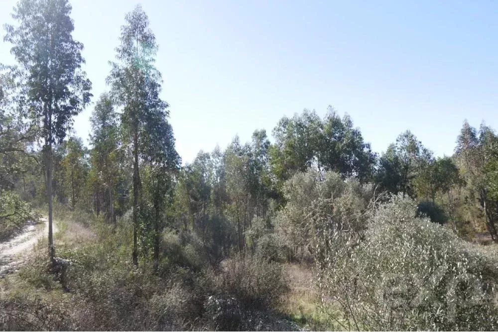 Außergewöhnliches Landgut von 65 ha im Alentejo mit touristischem Entwicklungspotenzial