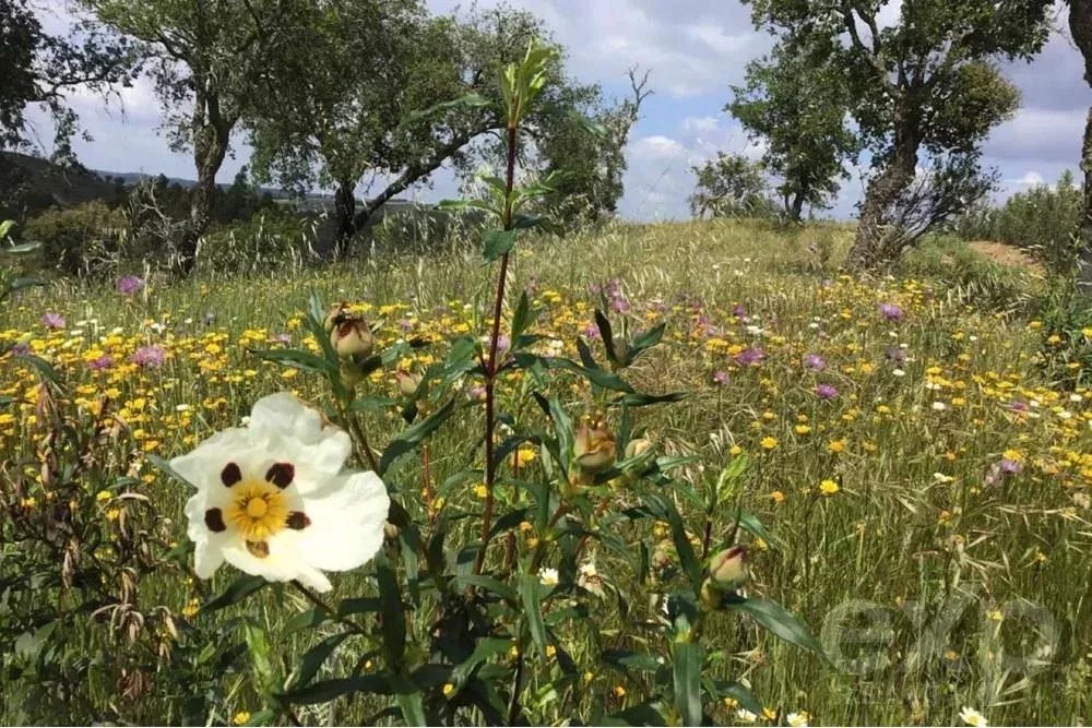 Außergewöhnliches Landgut von 65 ha im Alentejo mit touristischem Entwicklungspotenzial