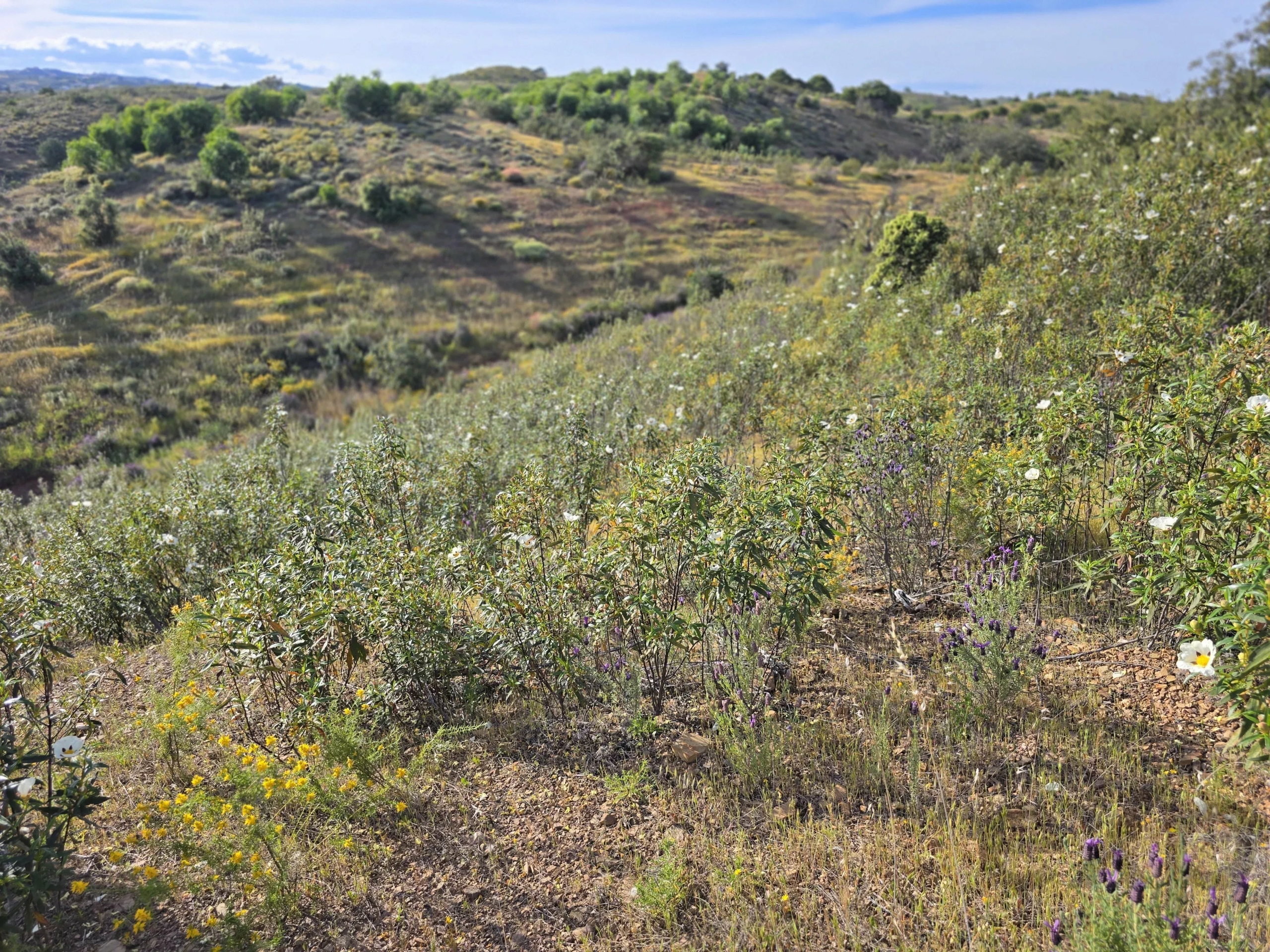 Rural land with sea view over one hectare
