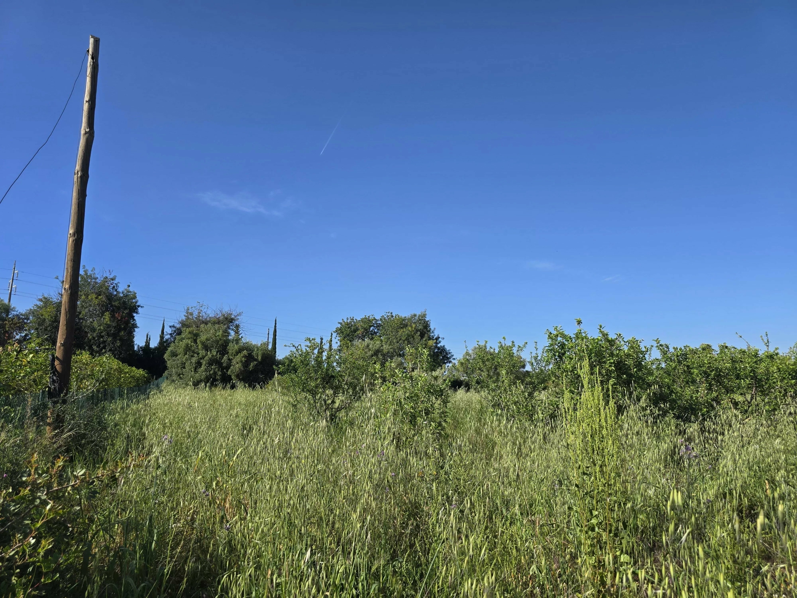6 room Farmhouse with 1.5 hectares of land and sea view