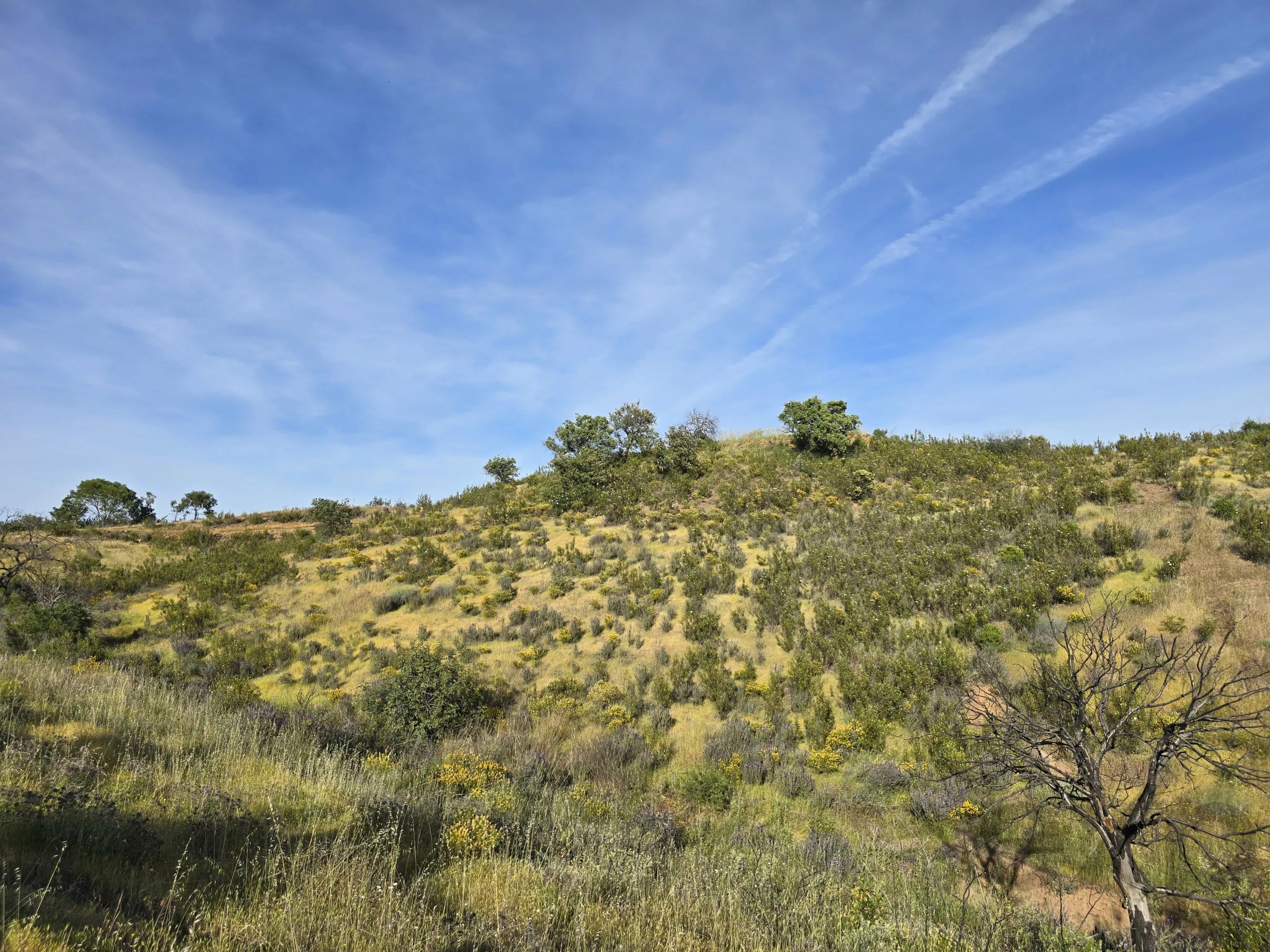 Rural land with sea view over one hectare