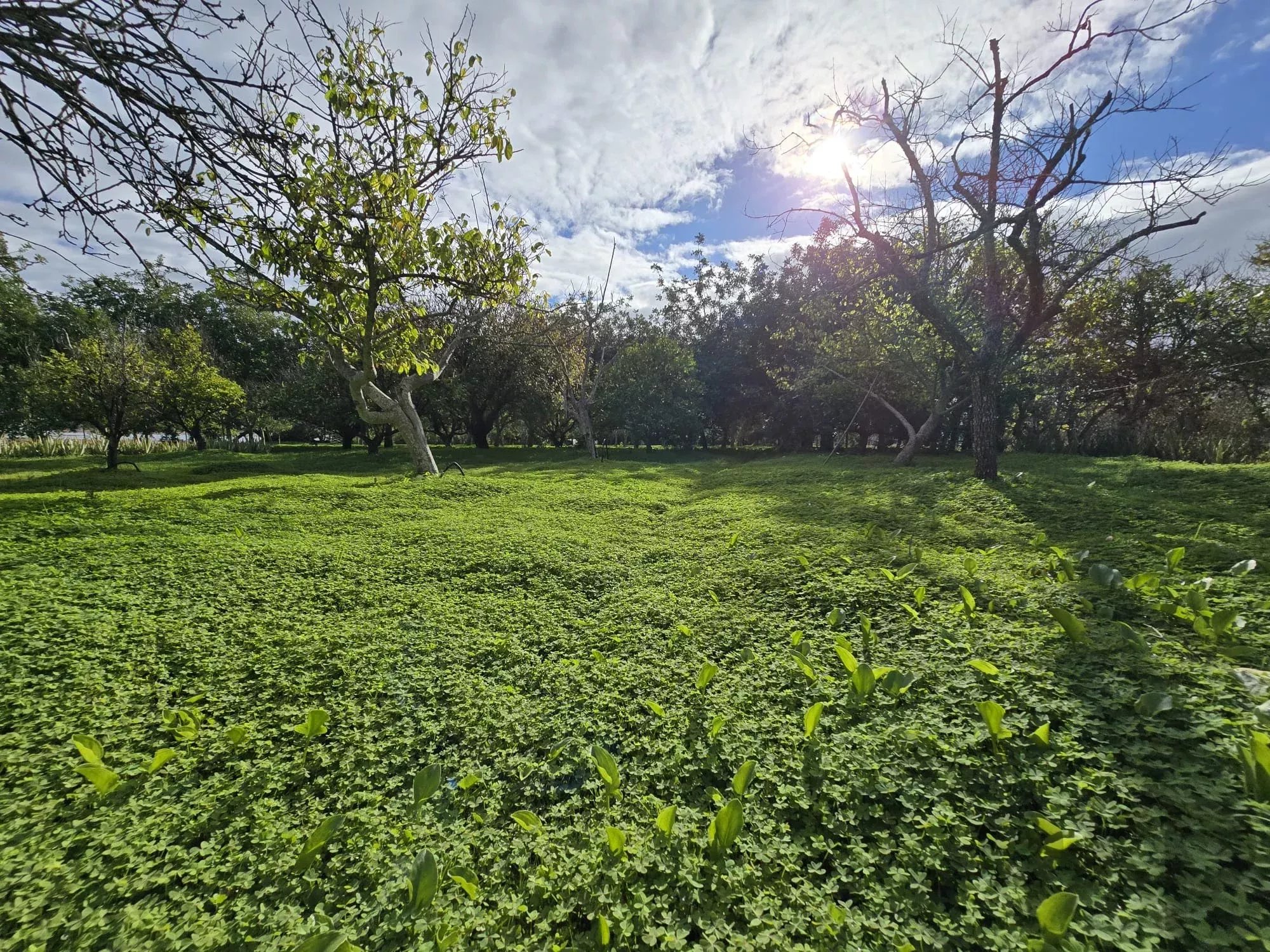 Ferme exclusive de 7.272 m², à proximité de la Ria Formosa – Potentiel unique à Tavira