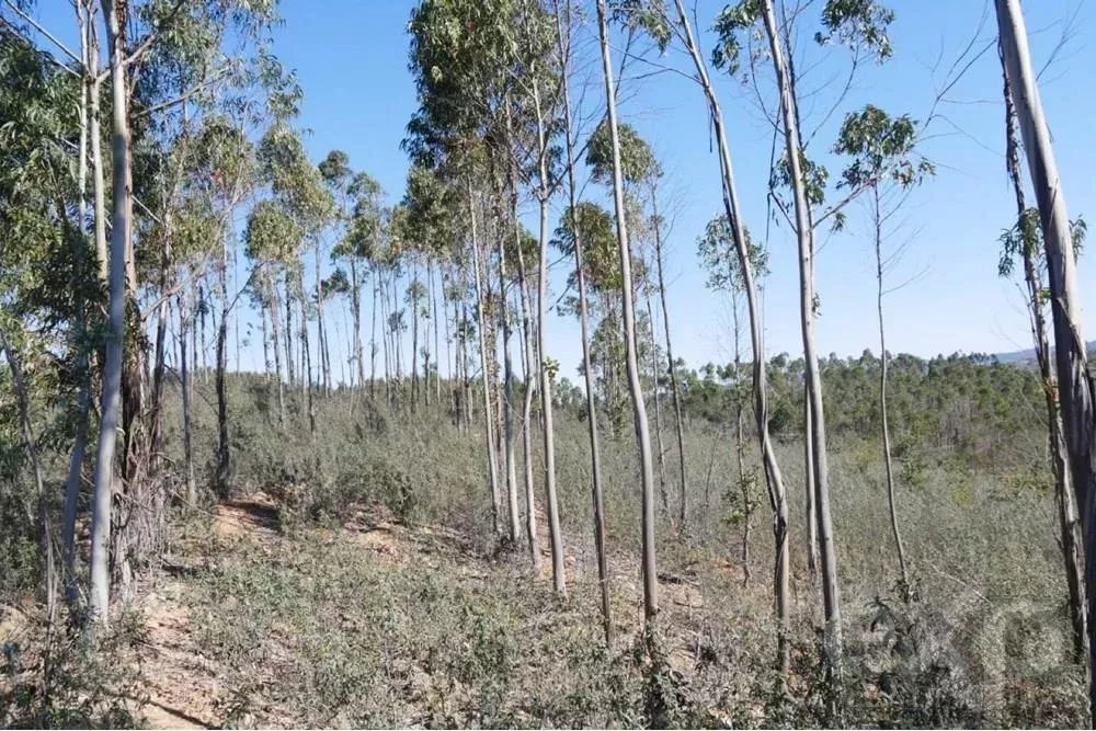 Außergewöhnliches Landgut von 65 ha im Alentejo mit touristischem Entwicklungspotenzial