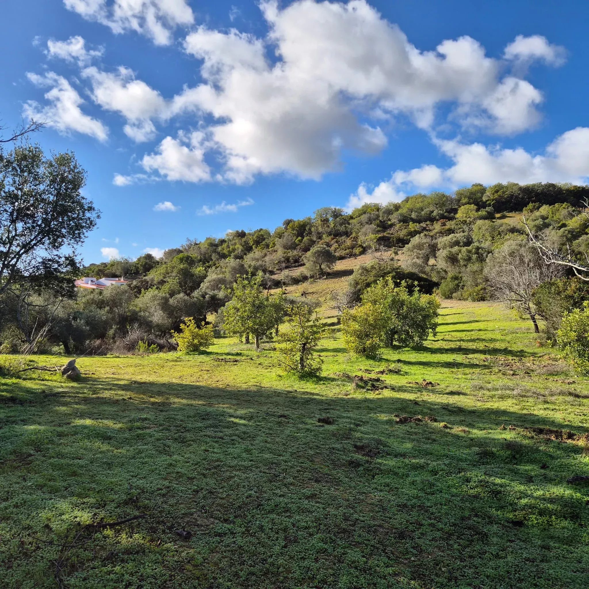 Rustic land in Amendoeira – Estoi