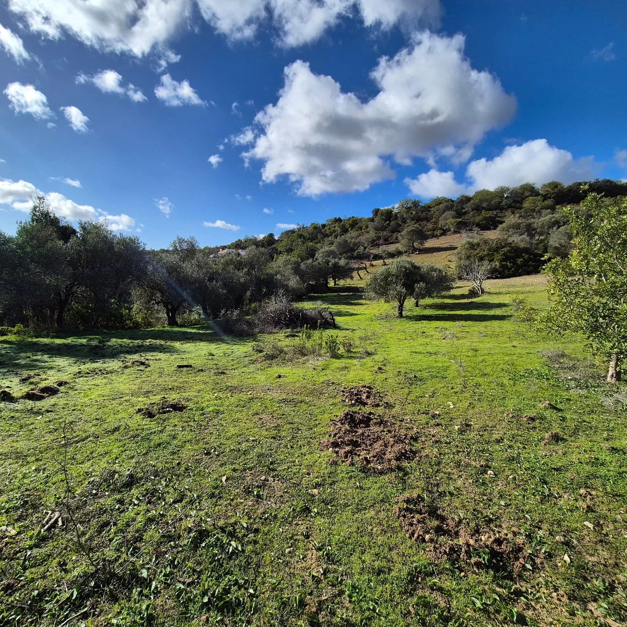 Rustic land in Amendoeira – Estoi