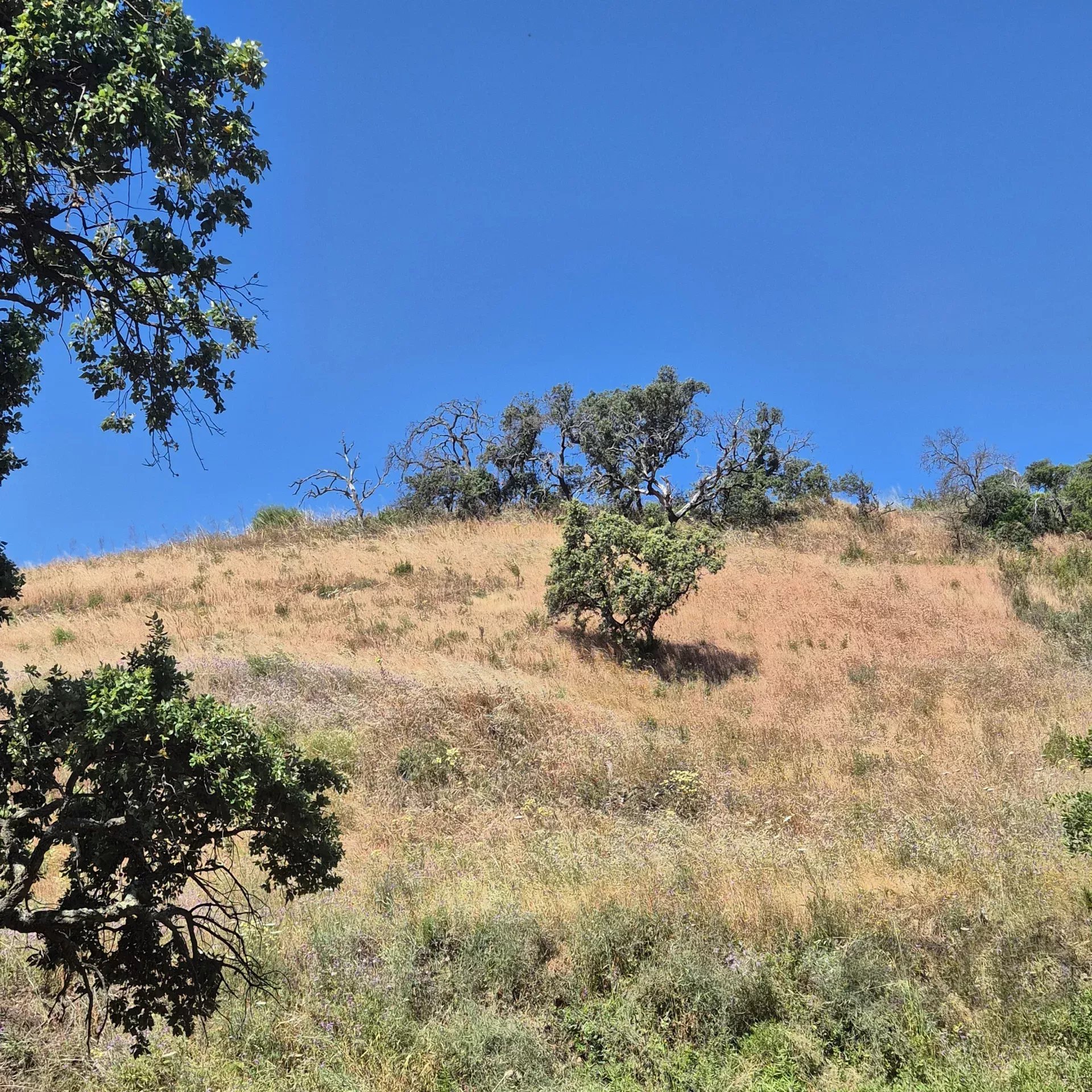 Rustic land in Montes e Lagares