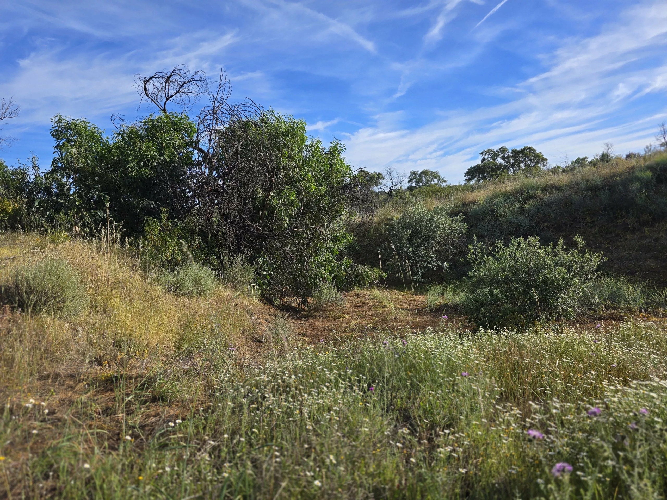 Rural land with sea view over one hectare