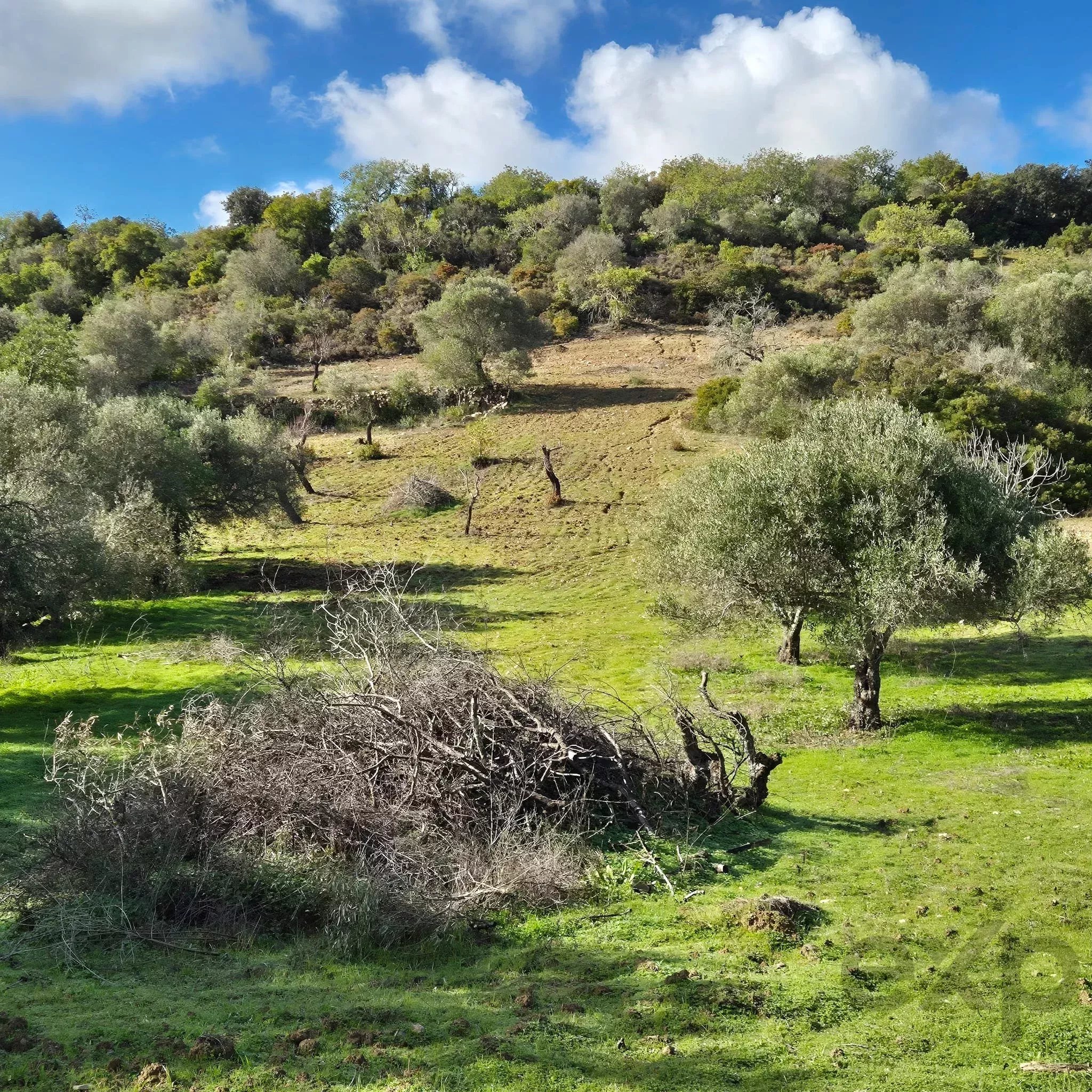 Rustic land in Amendoeira – Estoi