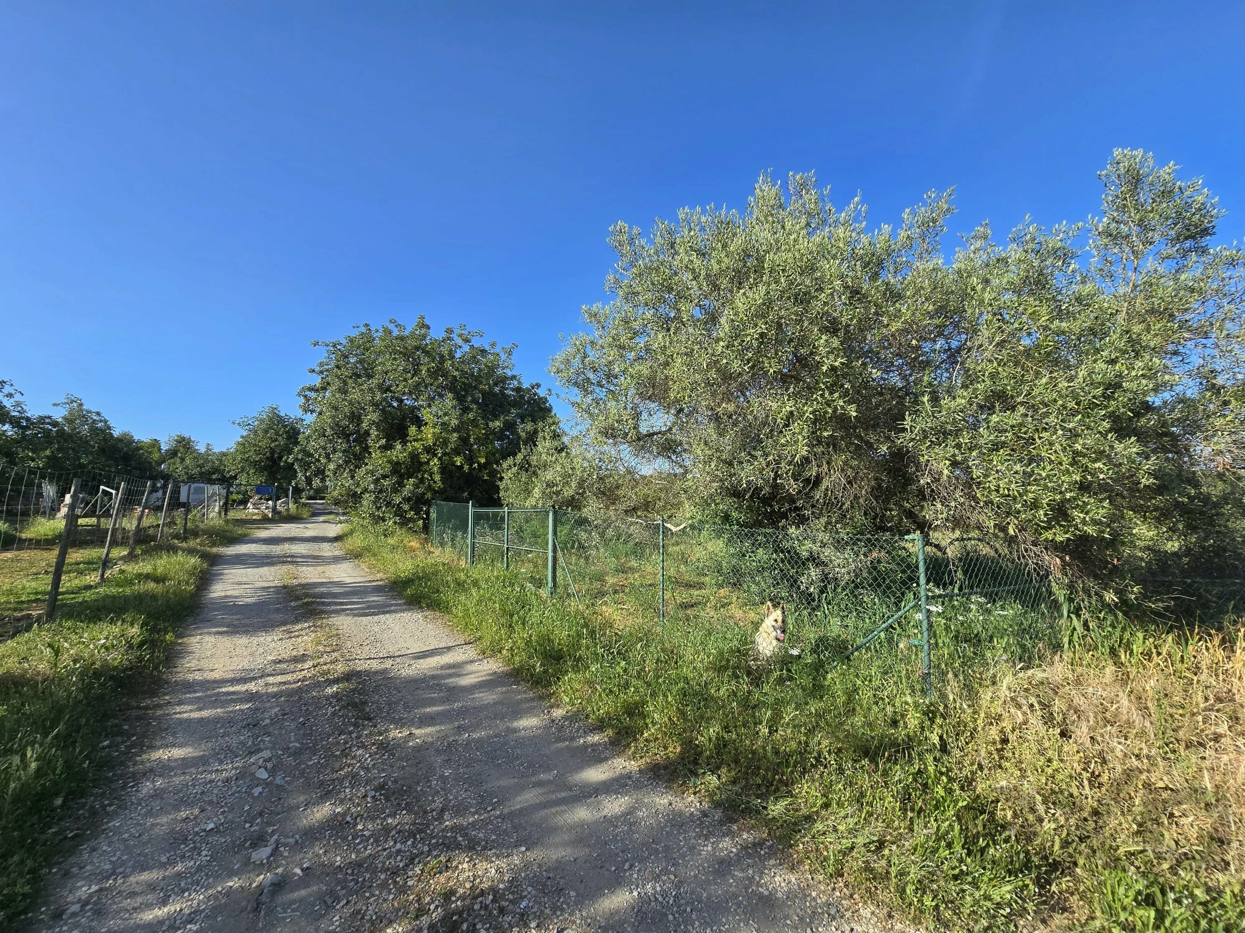 6 room Farmhouse with 1.5 hectares of land and sea view