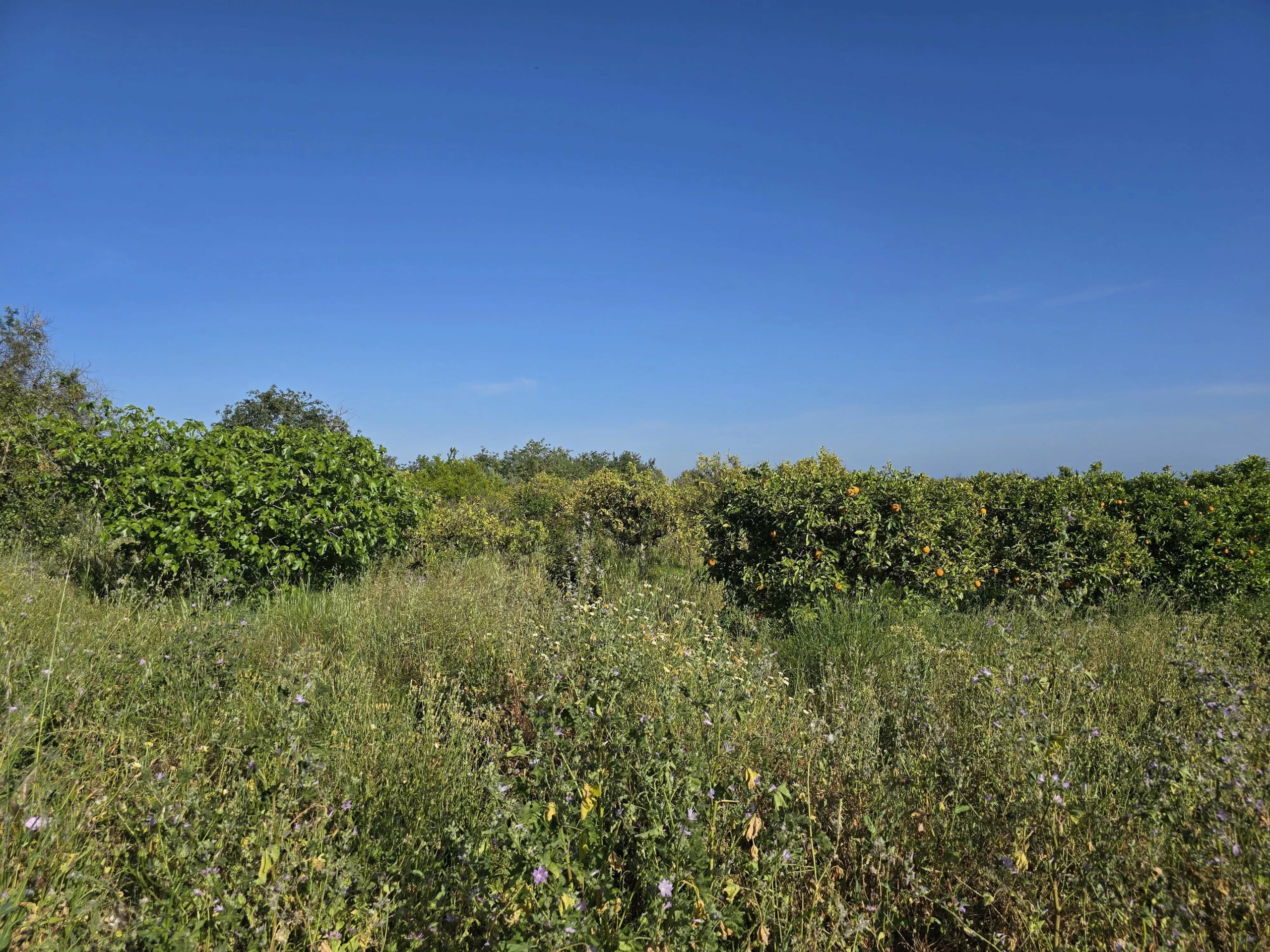 6 room Farmhouse with 1.5 hectares of land and sea view