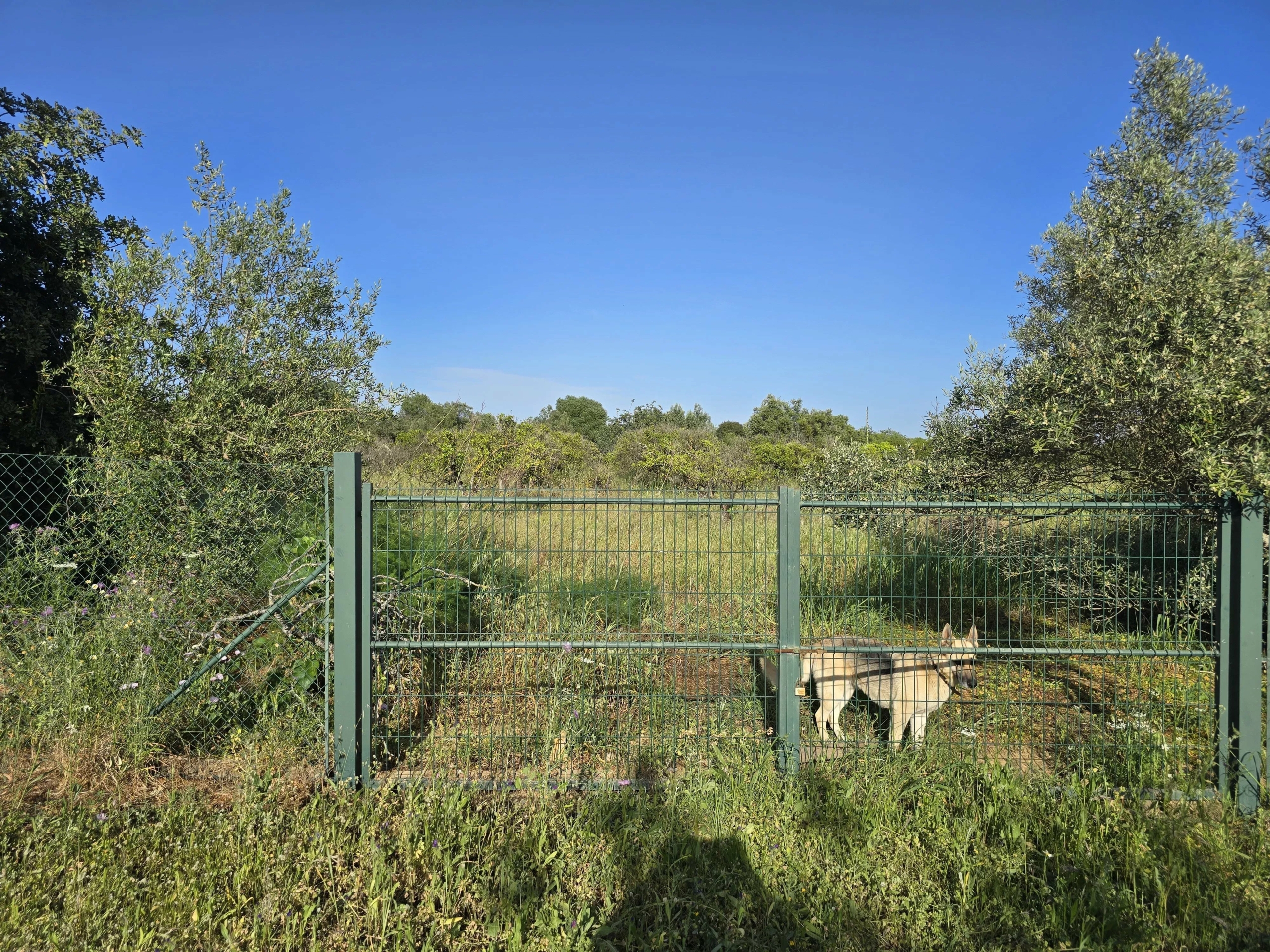 6 room Farmhouse with 1.5 hectares of land and sea view