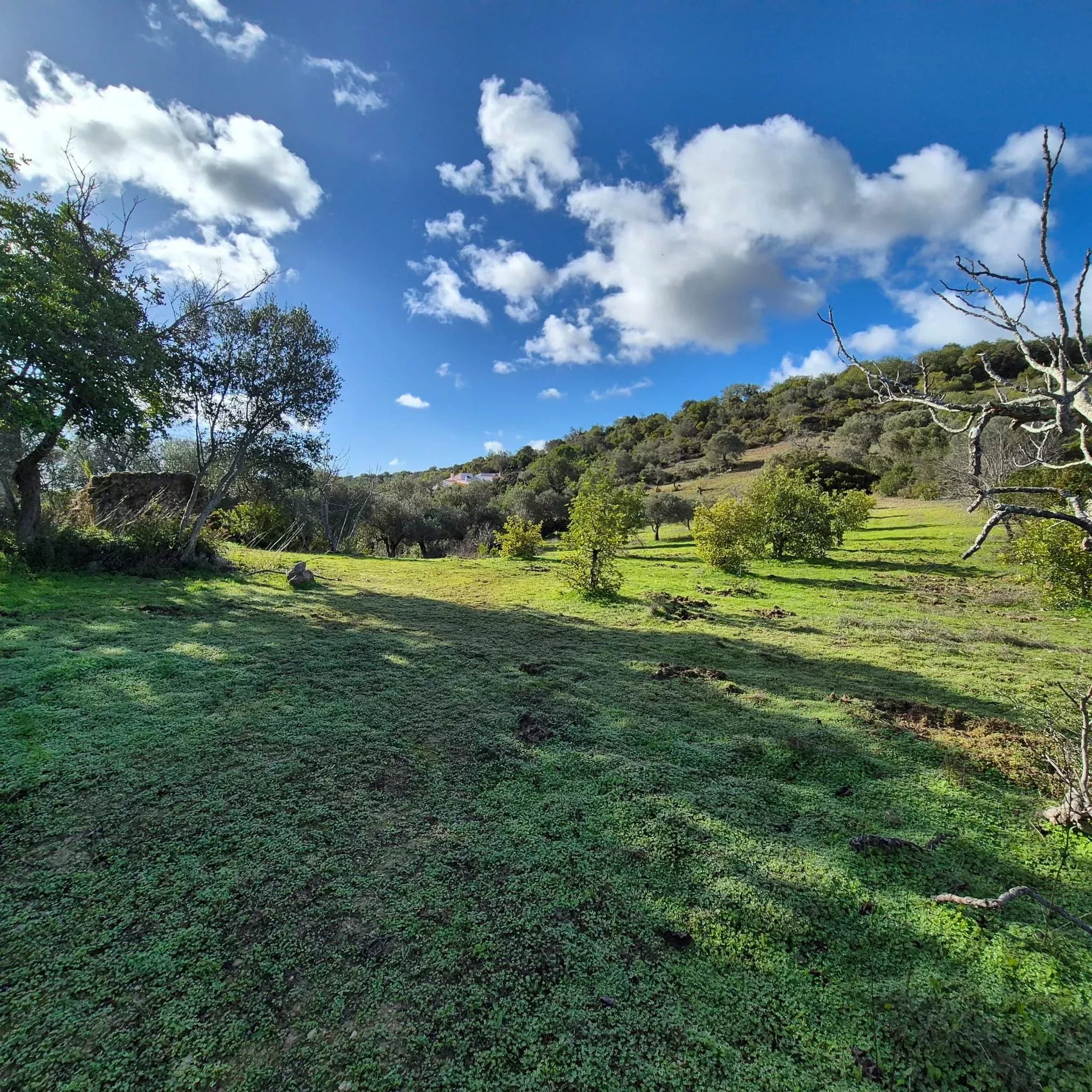 Rustic land in Amendoeira – Estoi