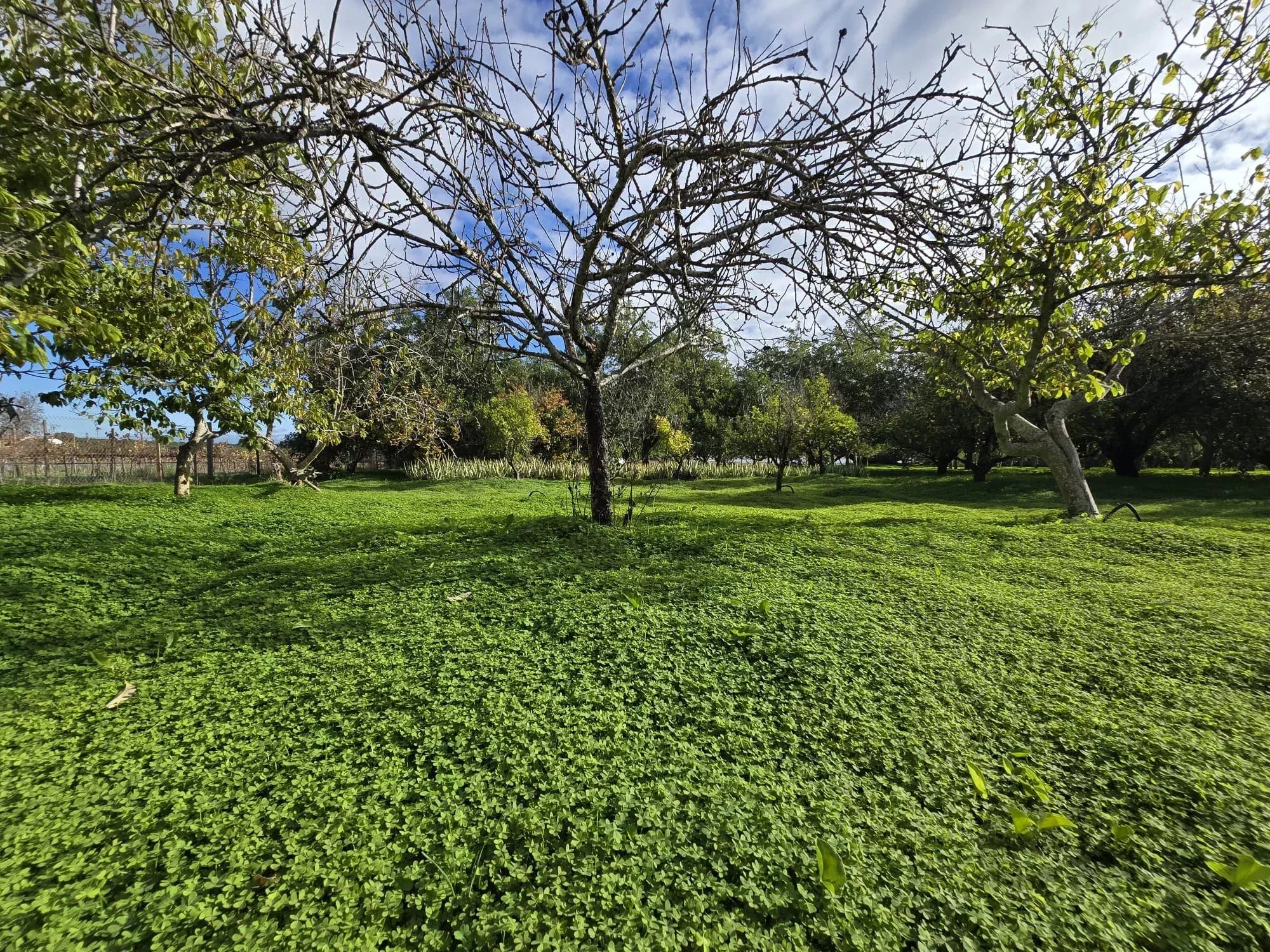 Ferme exclusive de 7.272 m², à proximité de la Ria Formosa – Potentiel unique à Tavira