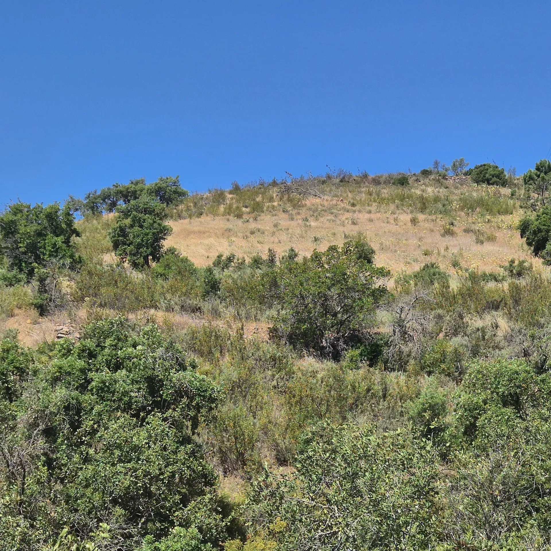 Rustic land in Montes e Lagares