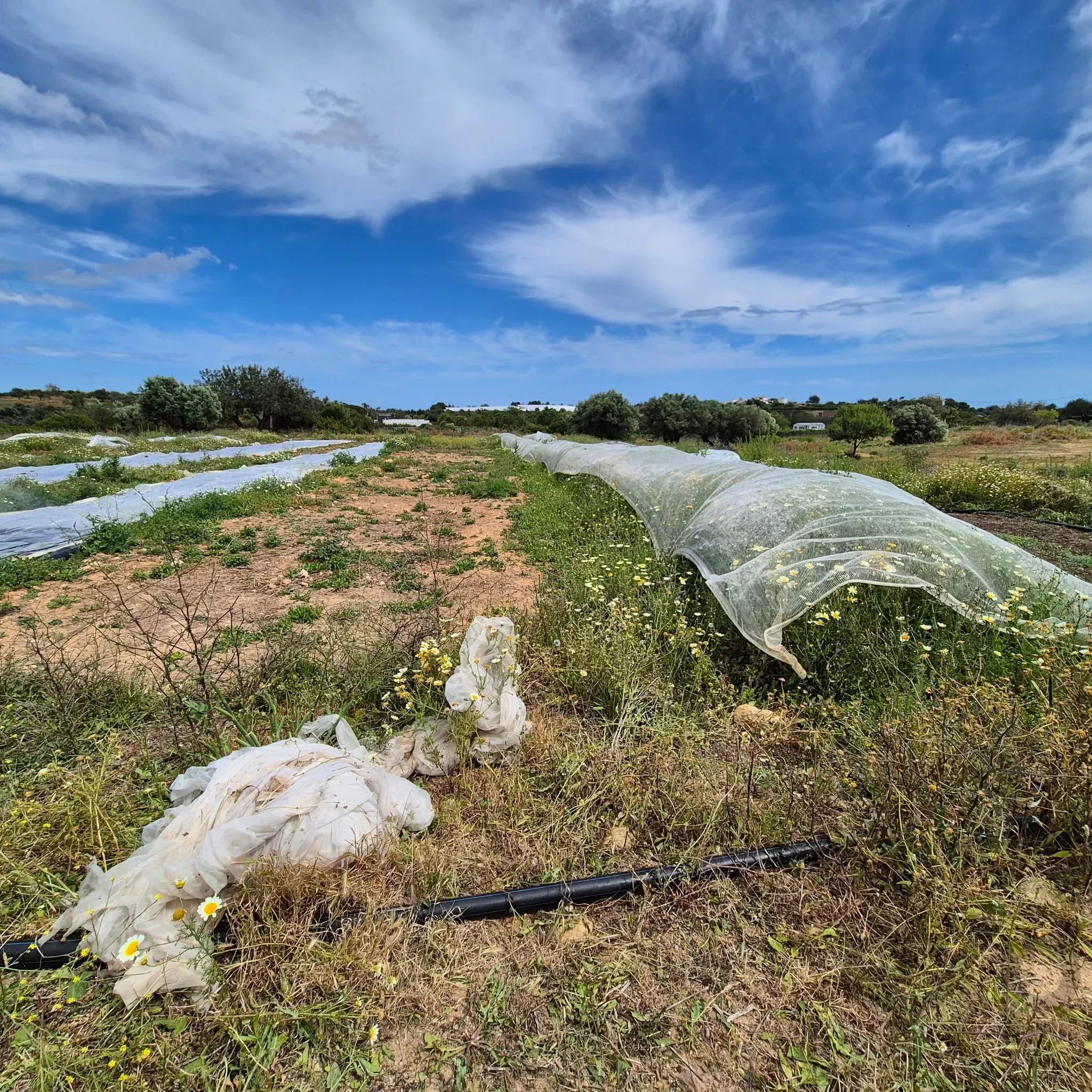 Rustic Land in Vale da Mó – Faro | 16,170 m²