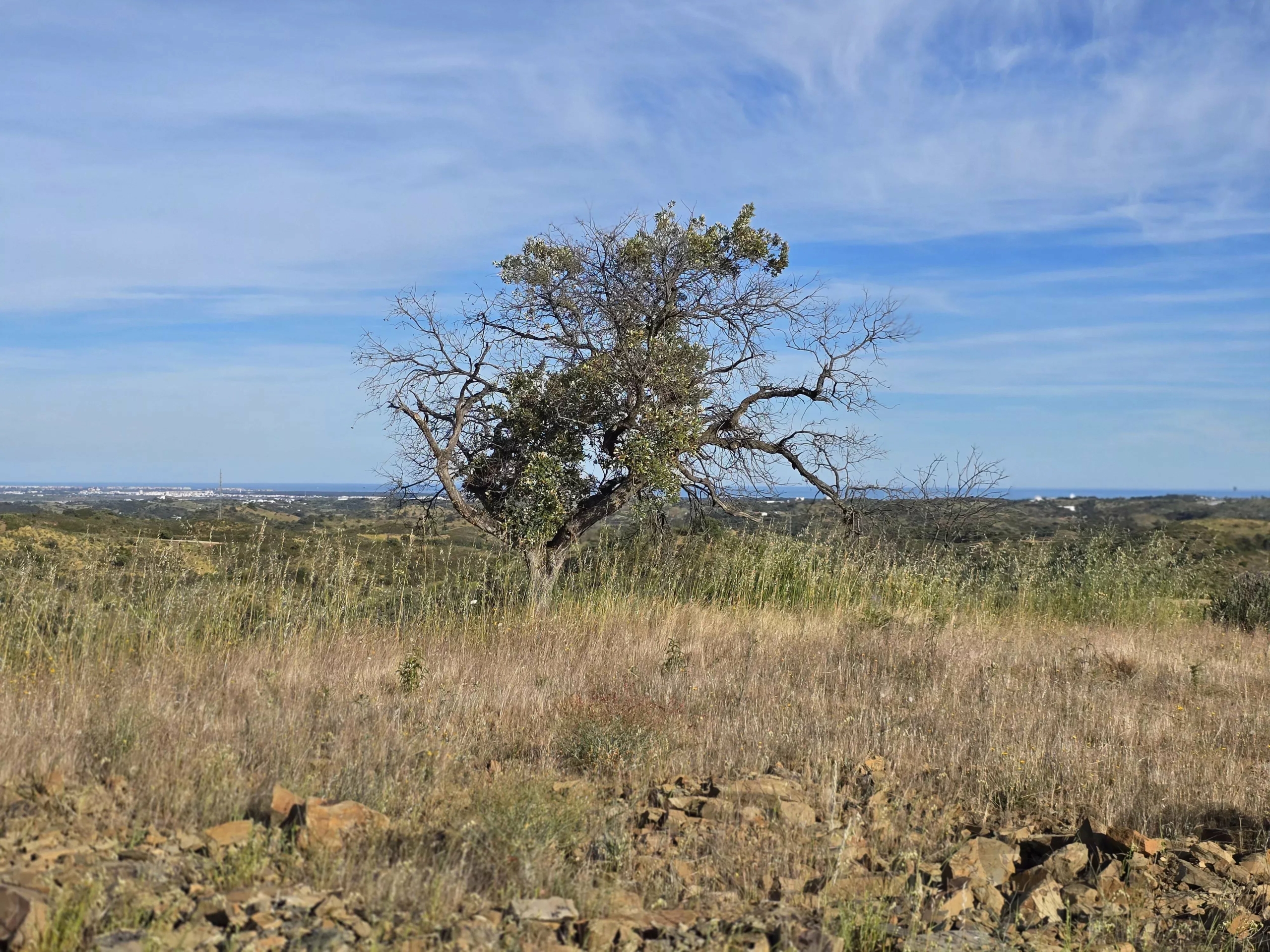 Rural land with sea view over one hectare
