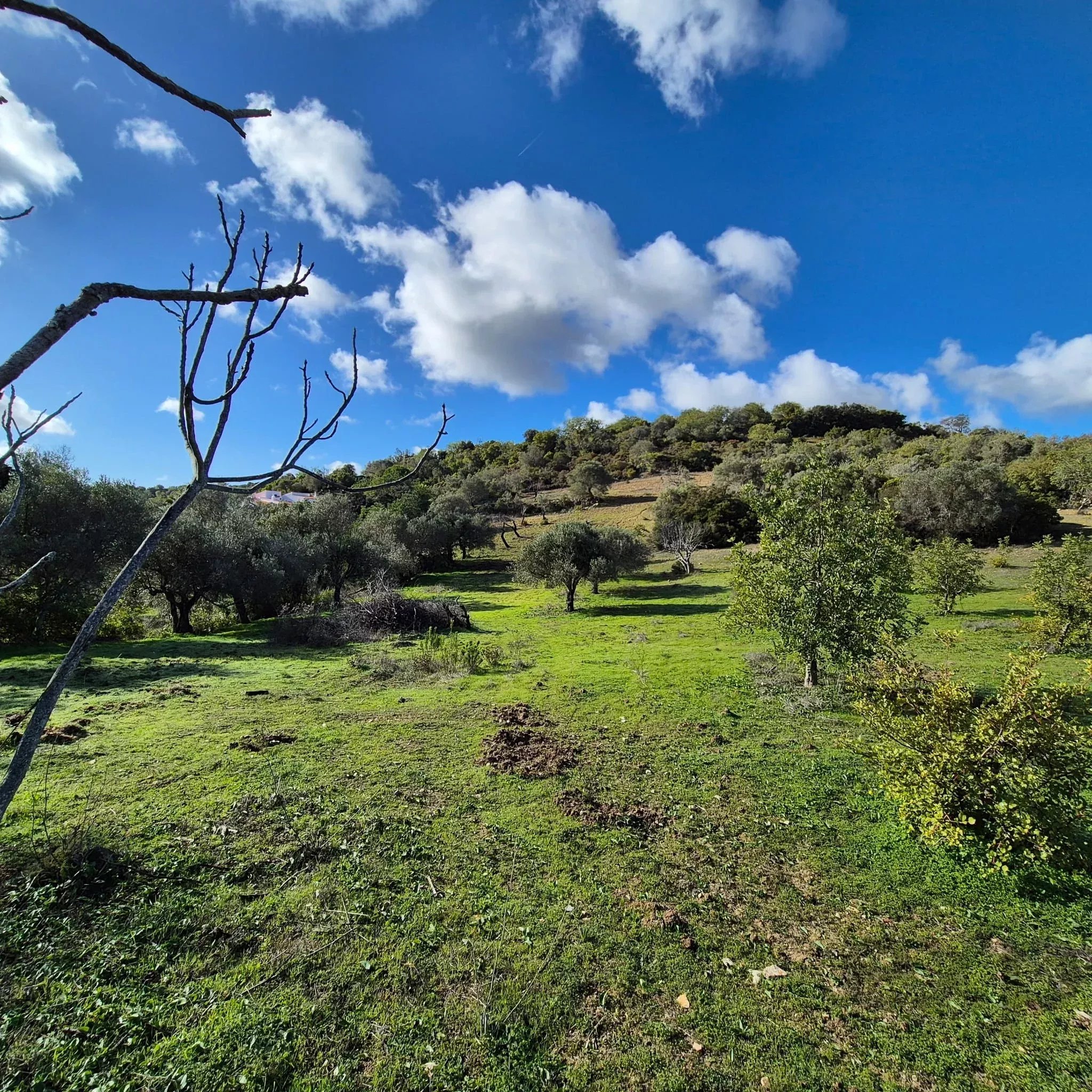 Rustic land in Amendoeira – Estoi
