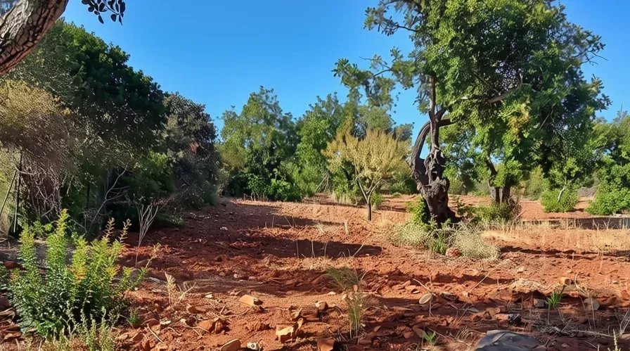 Rustic flat land with 4240 sqm in the Algarve