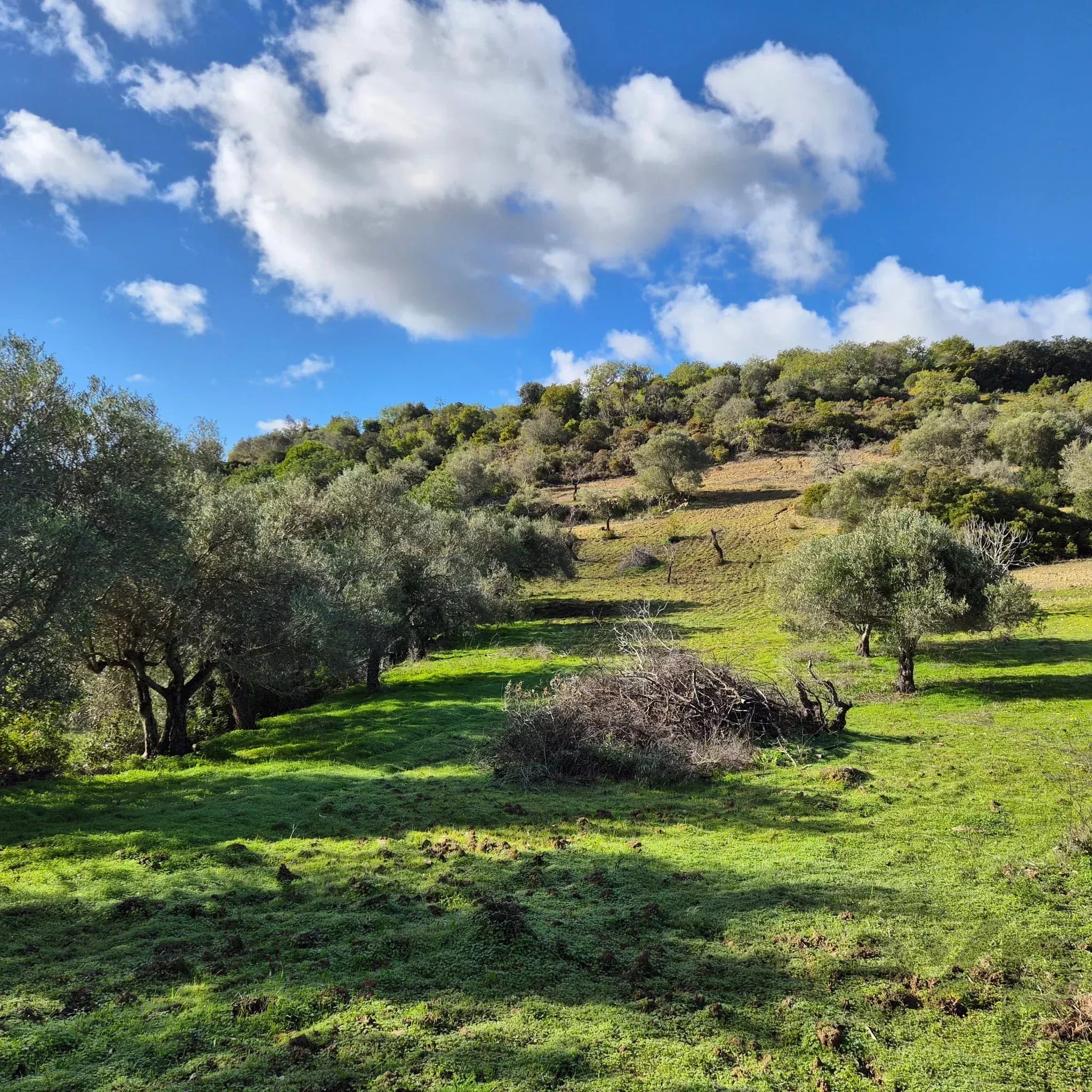 Rustic land in Amendoeira – Estoi