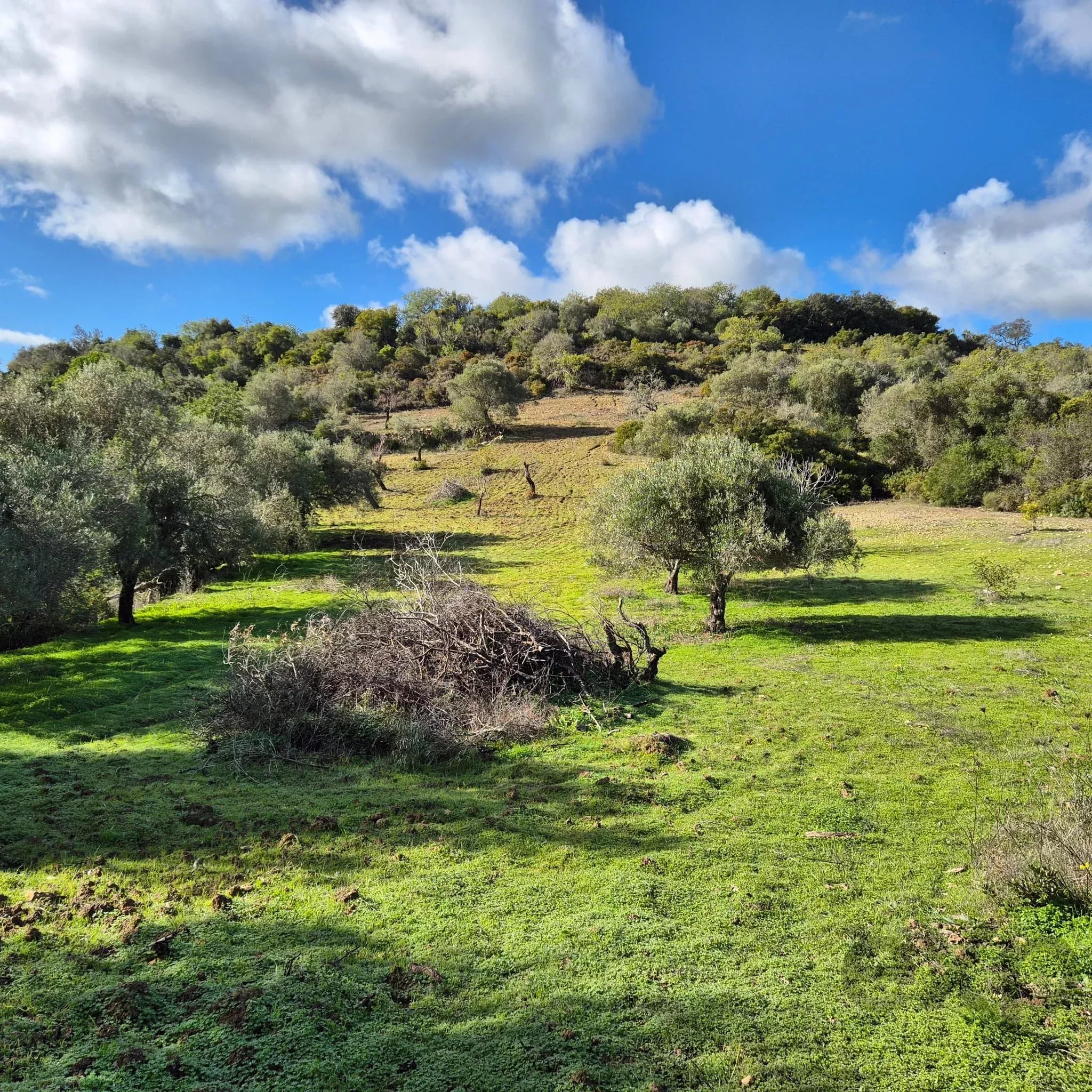 Rustic land in Amendoeira – Estoi