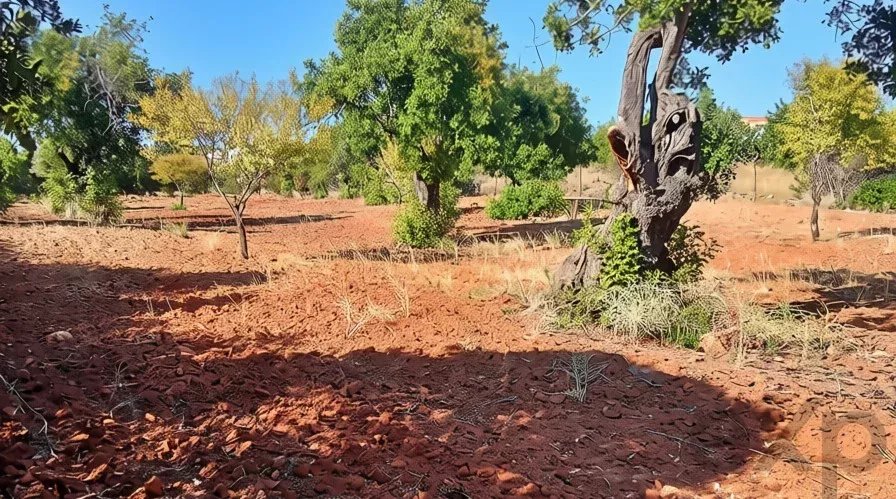 Rustic flat land with 4240 sqm in the Algarve