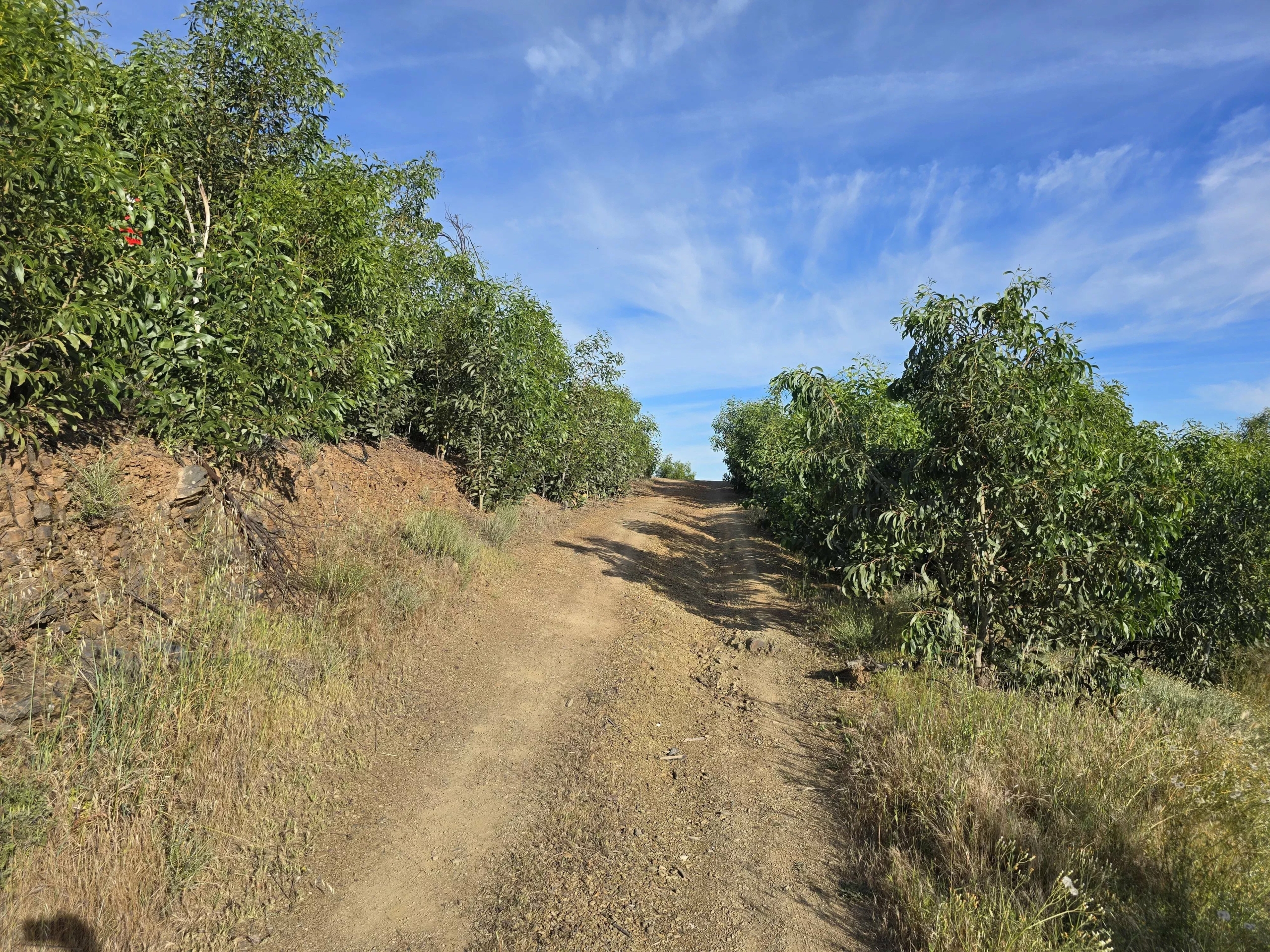 Rural land with sea view over one hectare