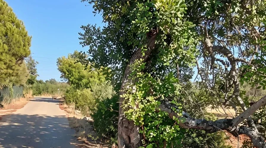 Rustic flat land with 4240 sqm in the Algarve