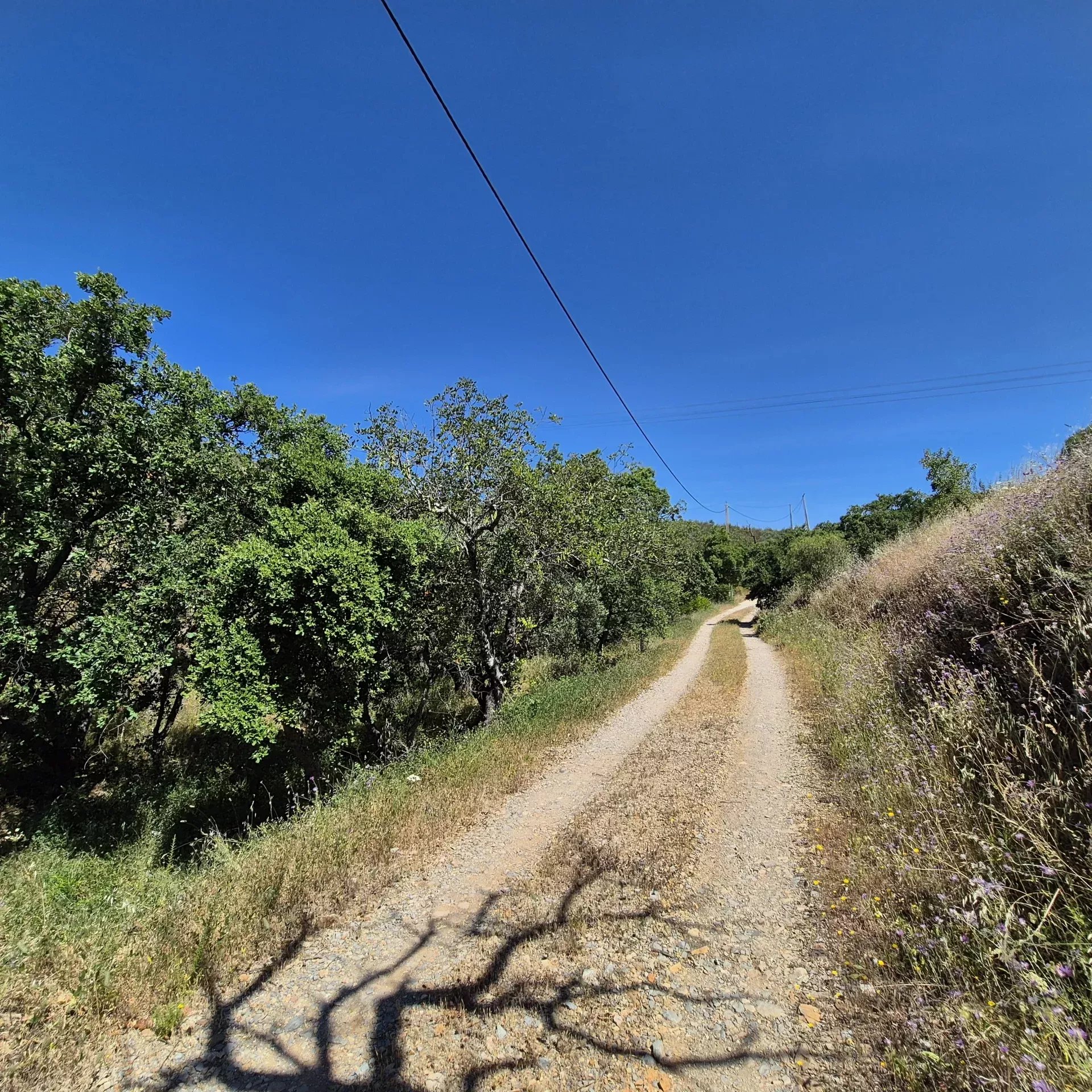 Rustic land in Montes e Lagares