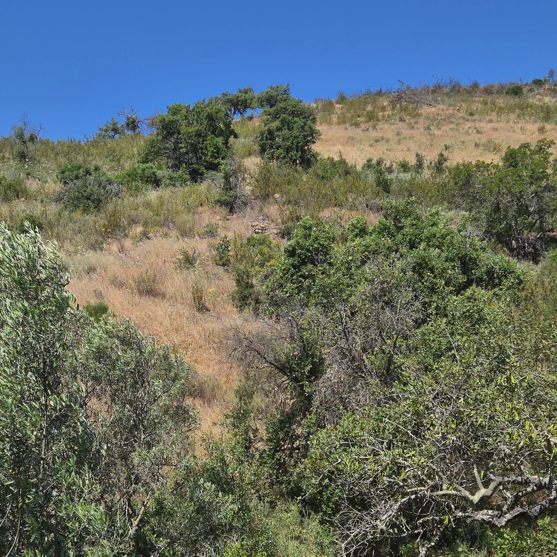 Rustic land in Montes e Lagares